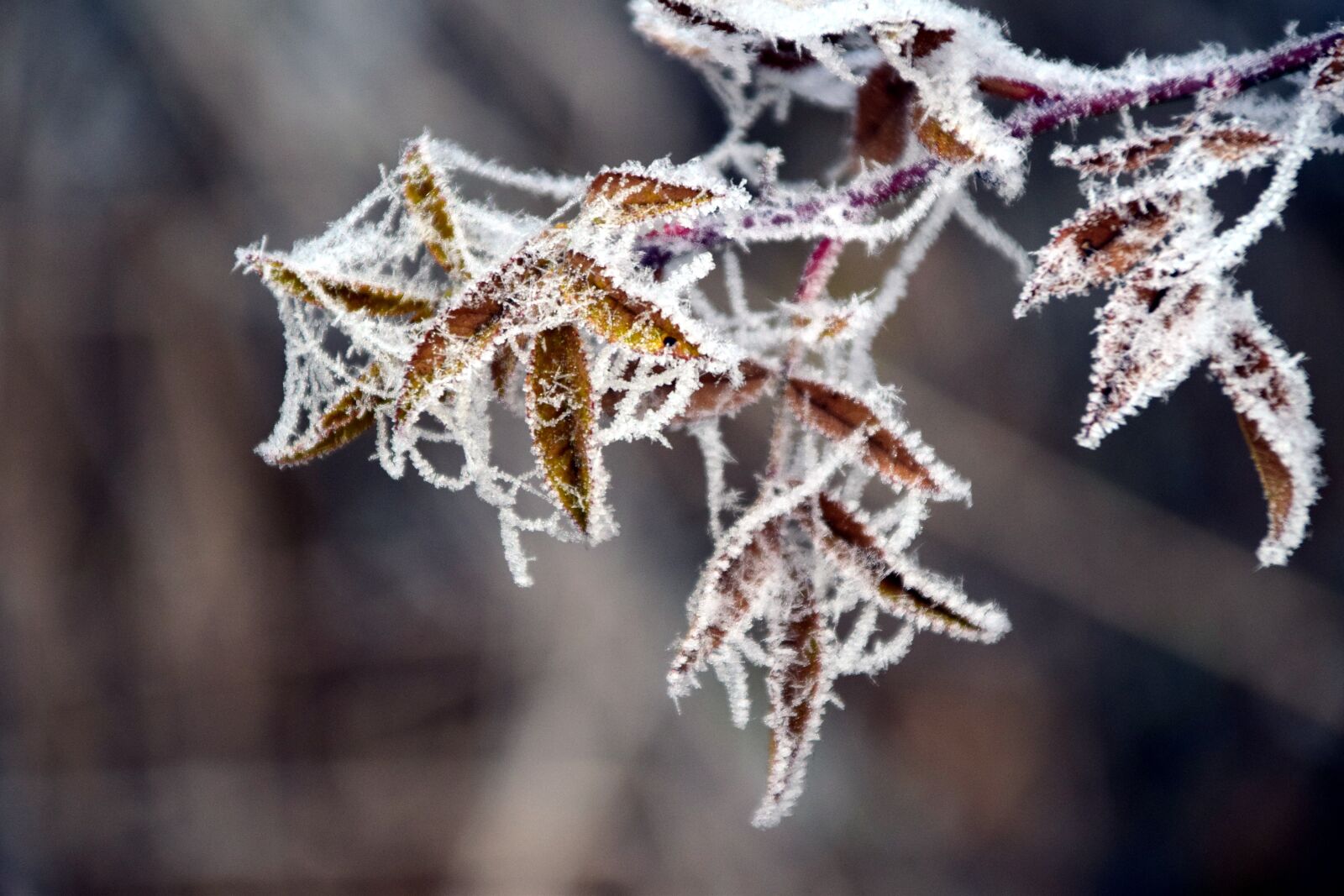 Nikon D3300 sample photo. Leaves, winter, ice photography