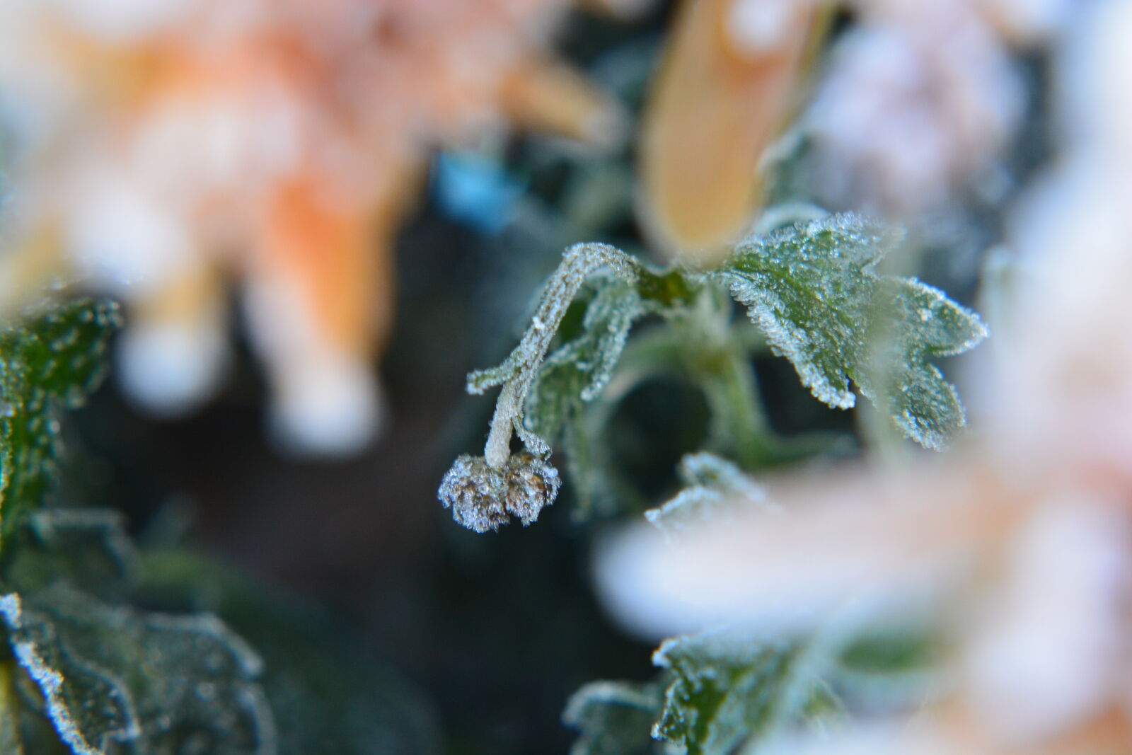 Nikon D5200 sample photo. Flower, frozen, nature, winter photography