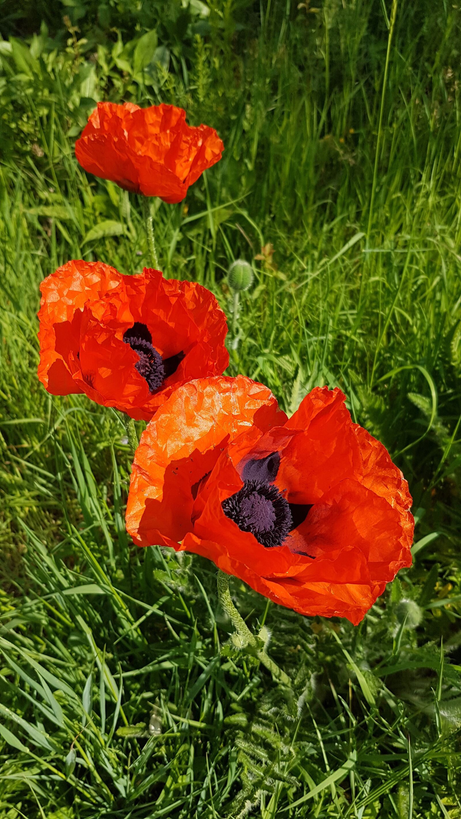 Samsung Galaxy S7 sample photo. Poppy, flower, red photography