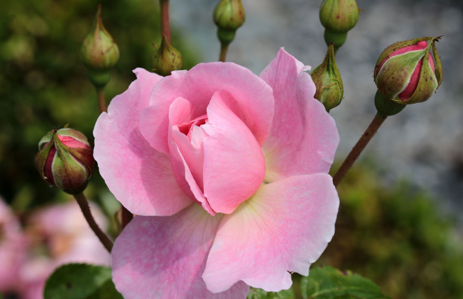 Canon EOS 650D (EOS Rebel T4i / EOS Kiss X6i) sample photo. Rose, rose bloom, blossom photography