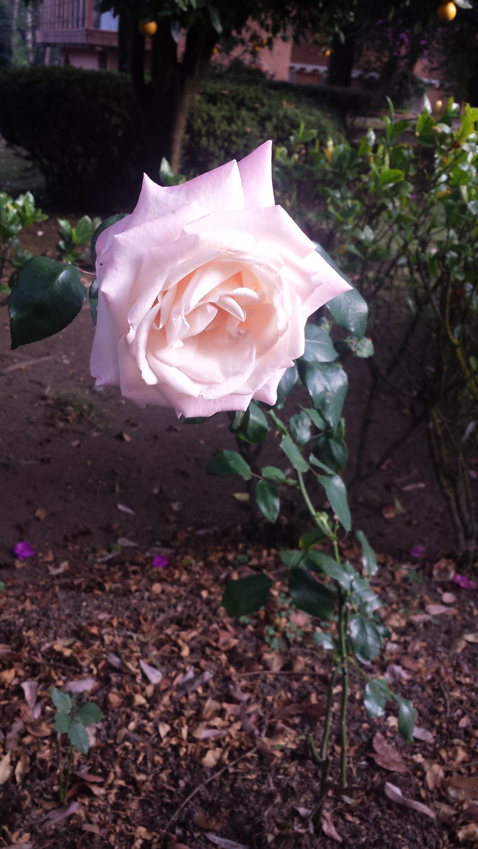 Samsung Galaxy S4 sample photo. Especiales, flores, one, world photography