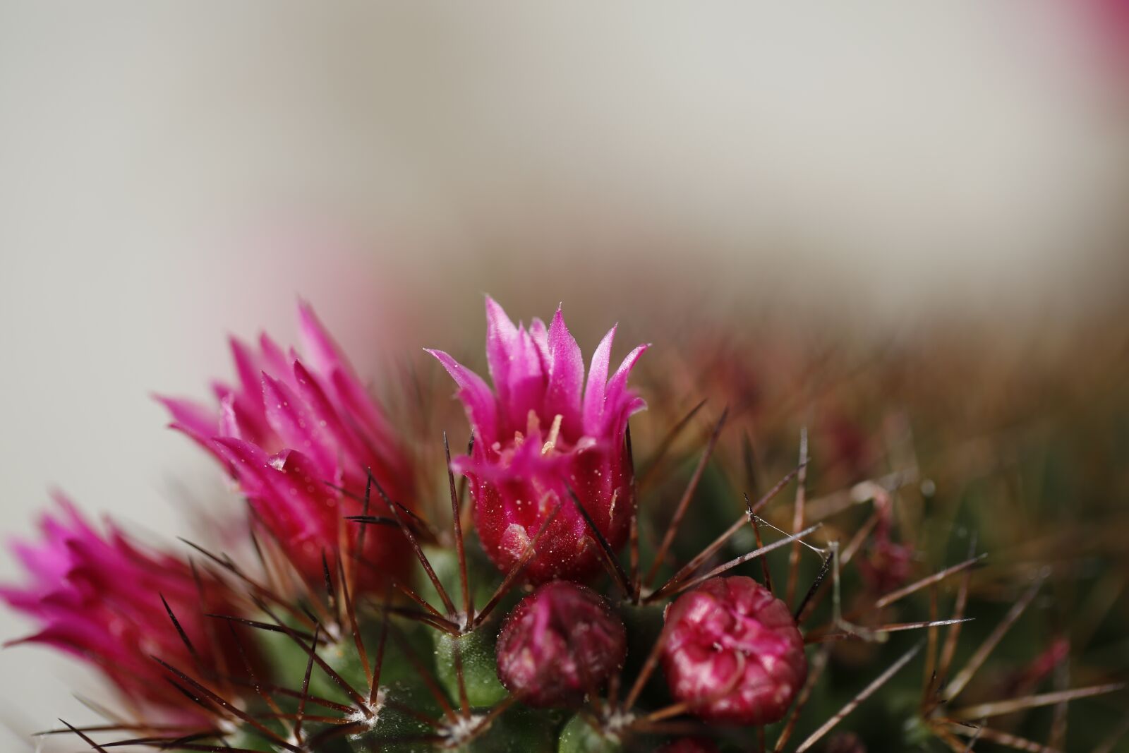 Canon EF 100mm F2.8L Macro IS USM sample photo. Cactus, blossom, bloom photography