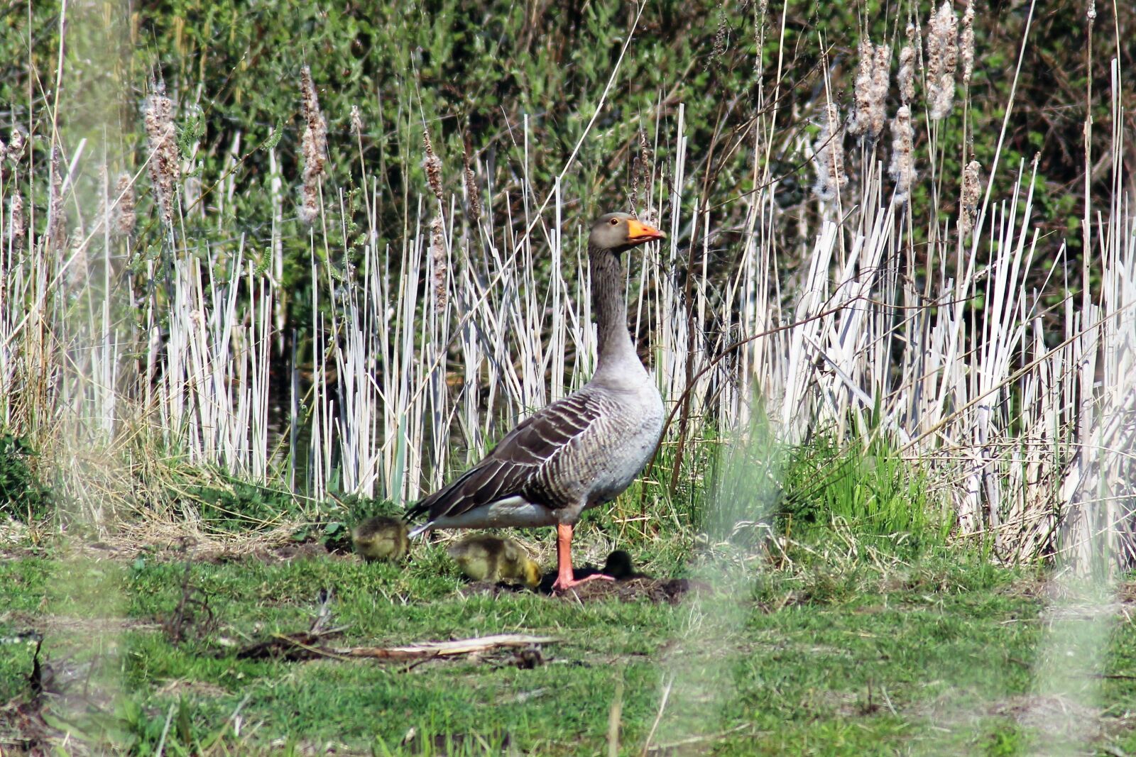 Canon EOS 1200D (EOS Rebel T5 / EOS Kiss X70 / EOS Hi) sample photo. Nature, hiking, geese photography