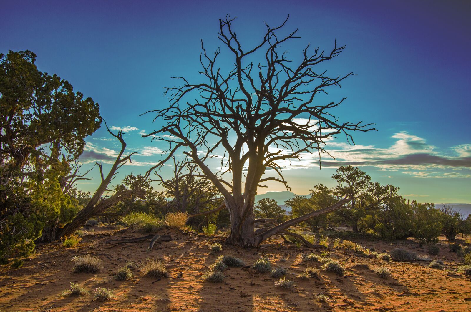 Nikon D7000 sample photo. Tree, desert, sand photography