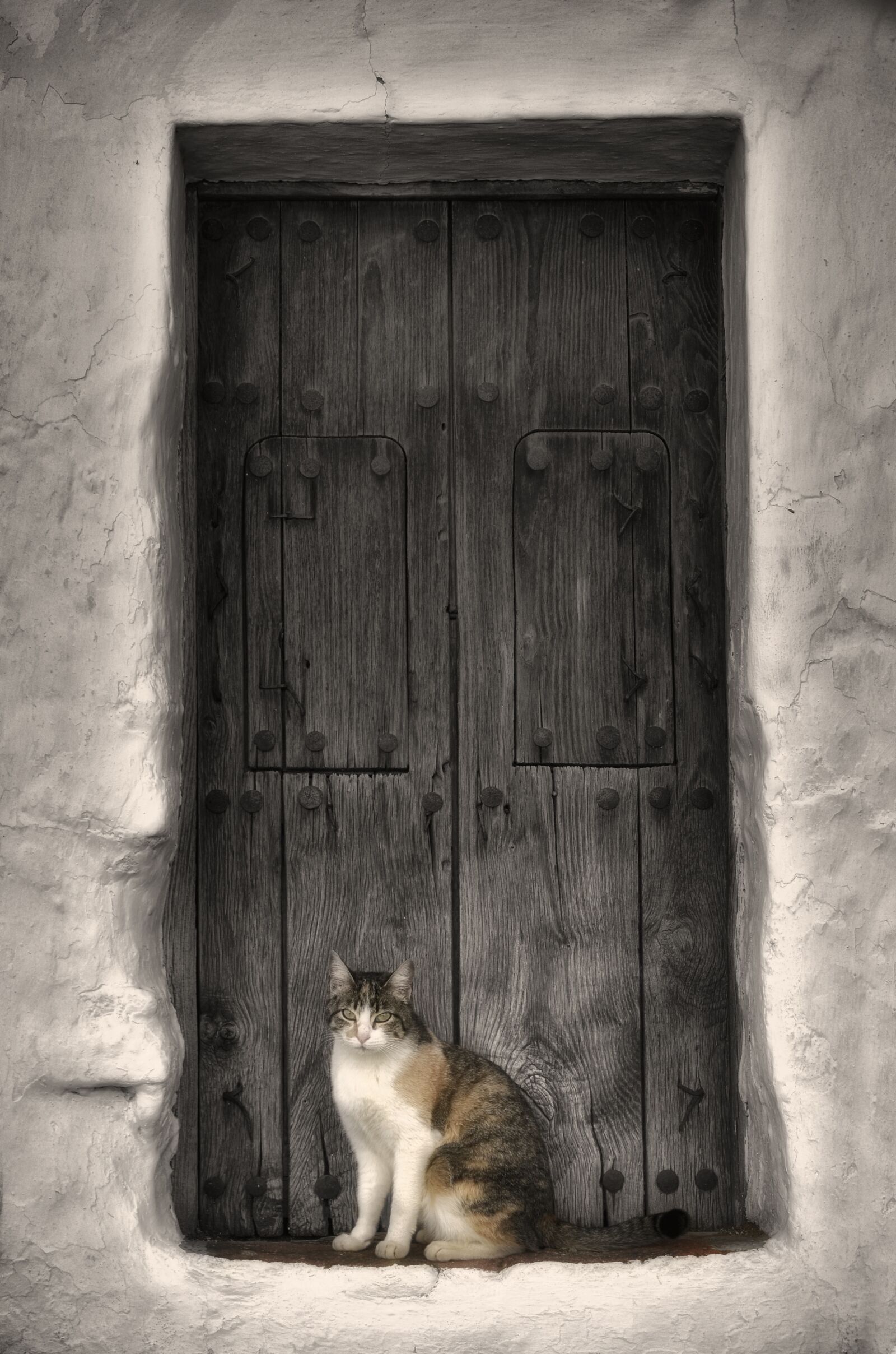 Nikon D7000 sample photo. Cat, animal home, mammal photography
