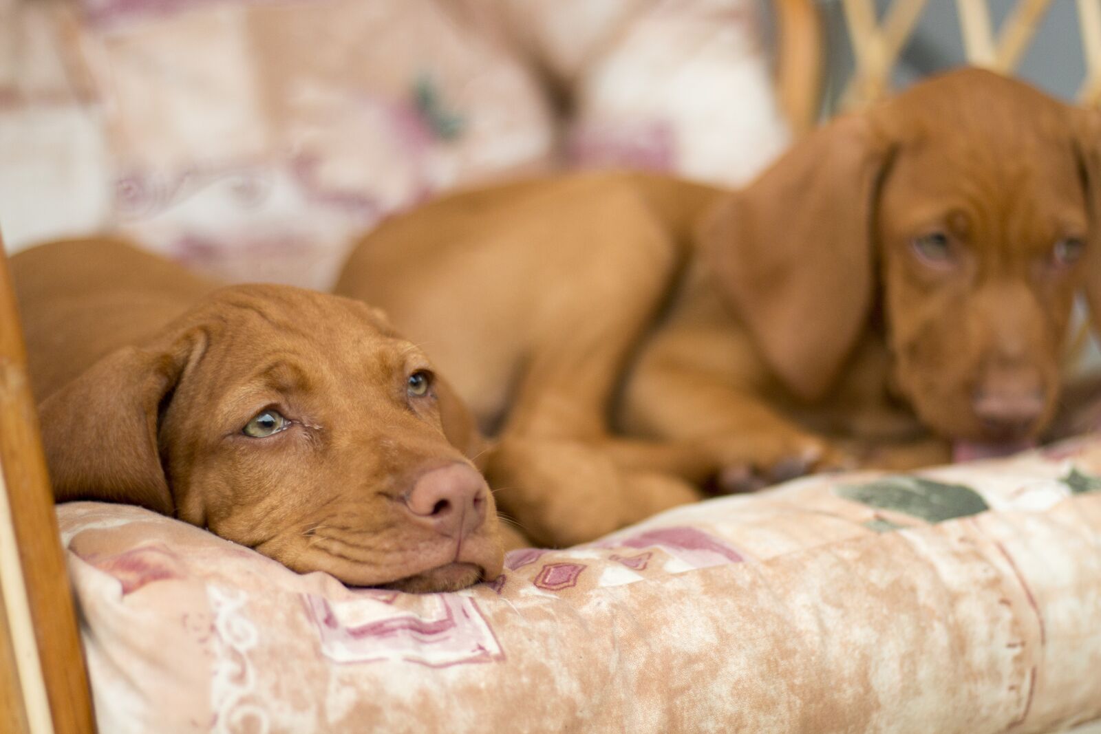 Canon EOS 70D + Canon EF 50mm F1.8 STM sample photo. Dog, e a, the photography