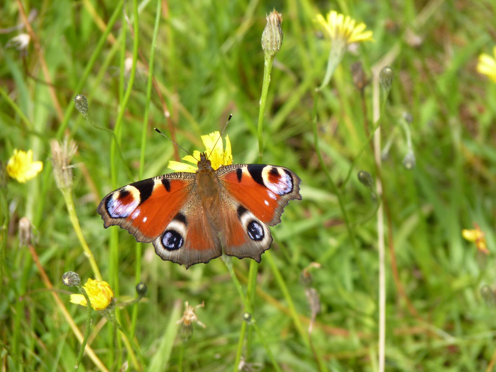 Panasonic Lumix DMC-FZ35 (Lumix DMC-FZ38) sample photo. Peacock butterfly, summer, meadow photography