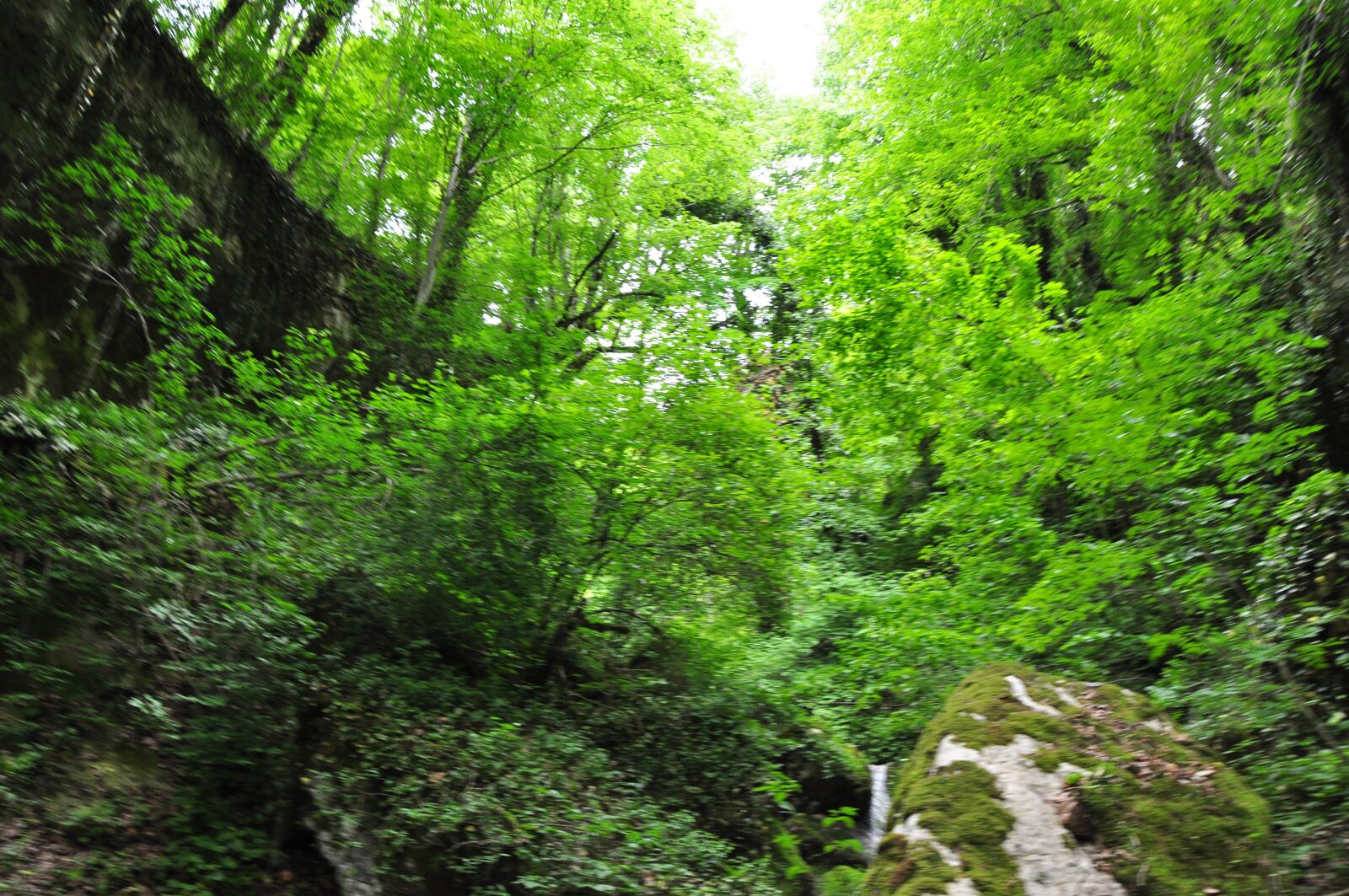 Nikon D90 sample photo. лес, природа, ущелье photography