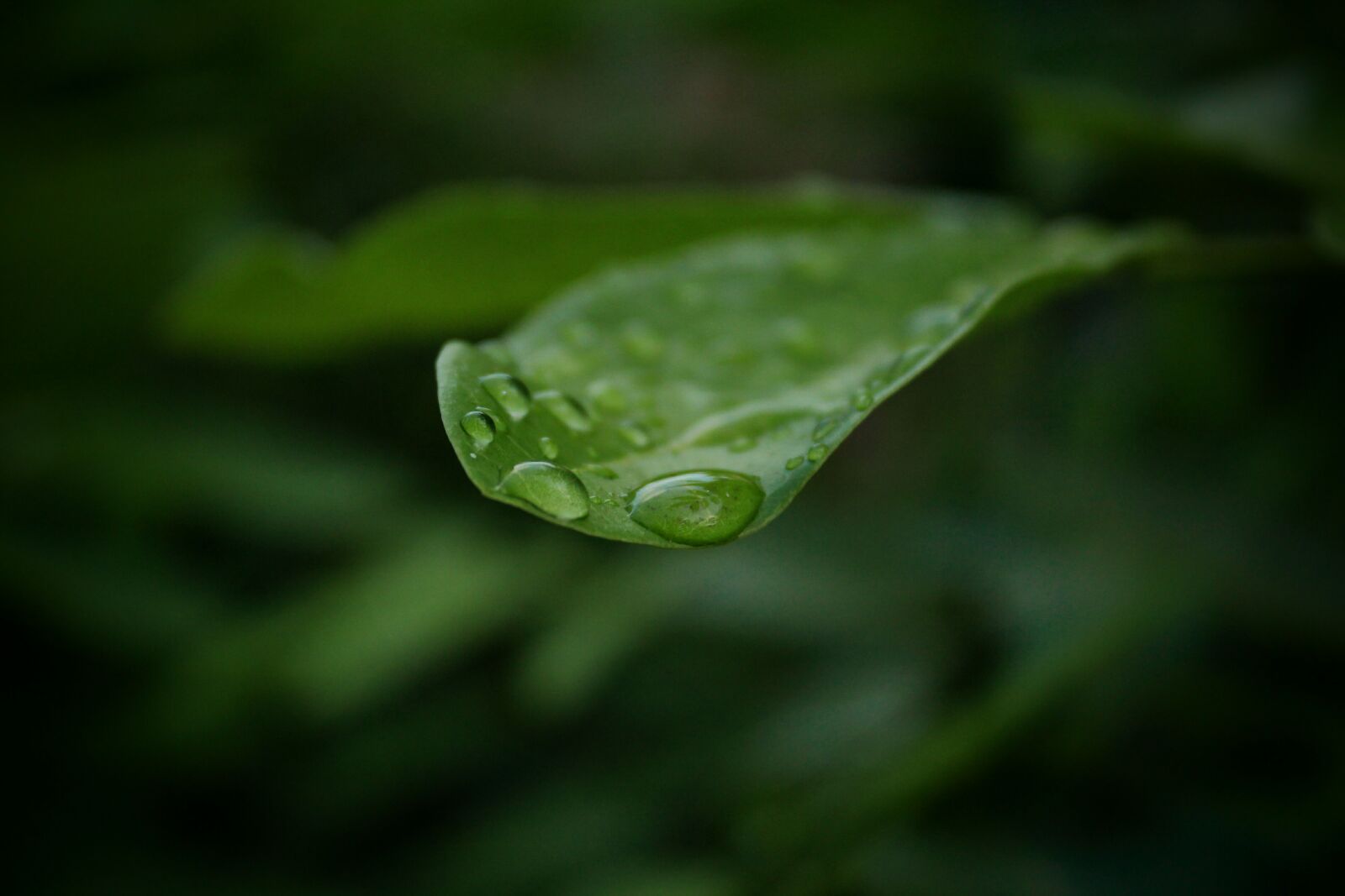 Canon EOS 1300D (EOS Rebel T6 / EOS Kiss X80) sample photo. Drops, water, in photography