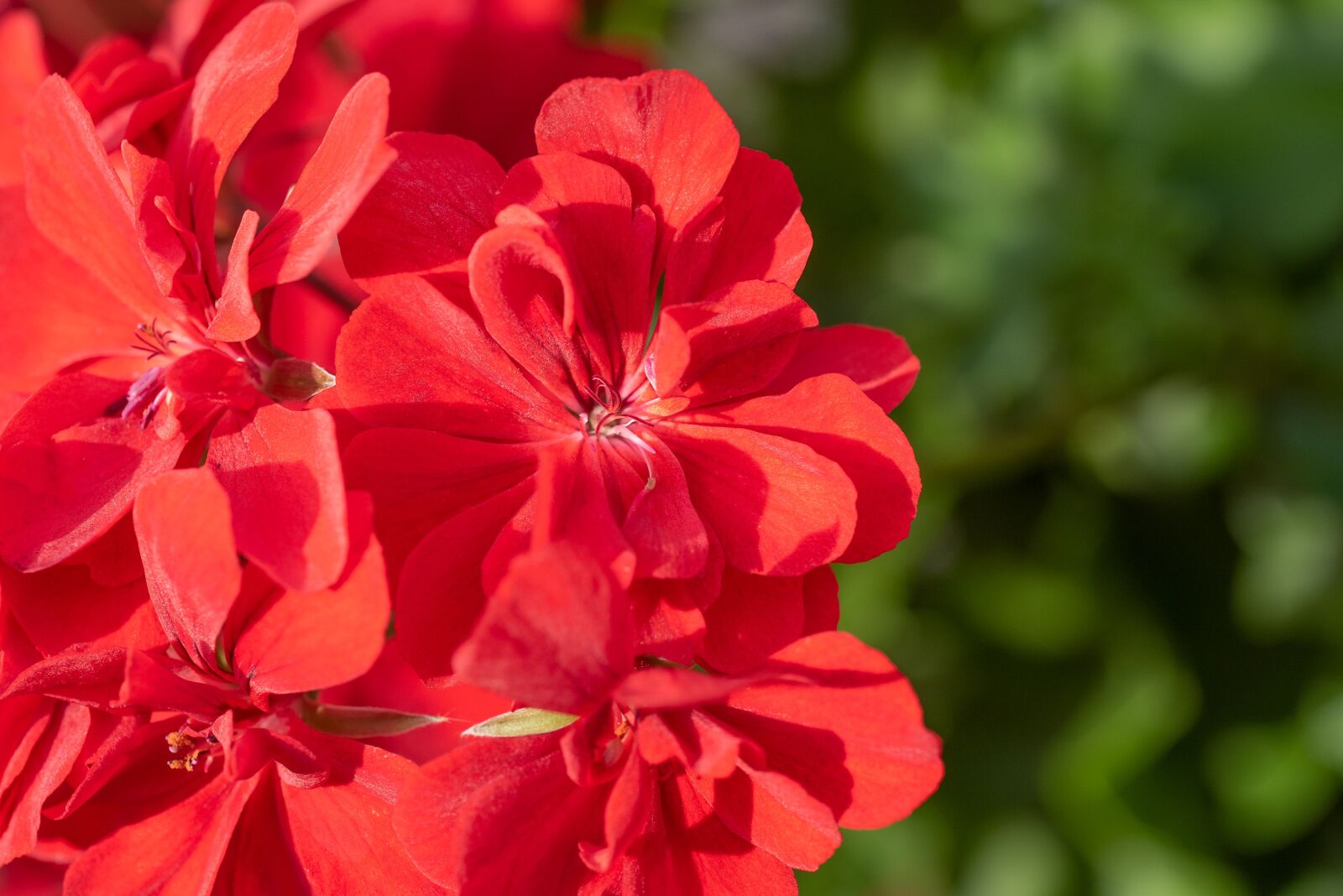 Nikon D750 sample photo. Blossom, bloom, red photography