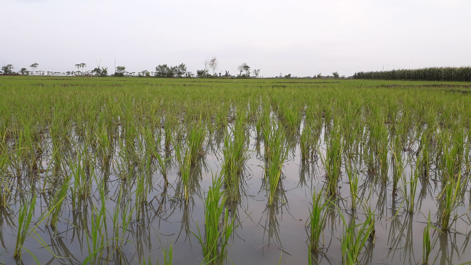 Samsung Galaxy J4 sample photo. Agriculture, rice, farmer photography