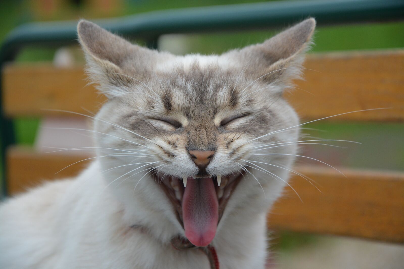 Nikon D5200 sample photo. Cat, kitten, yawning cat photography