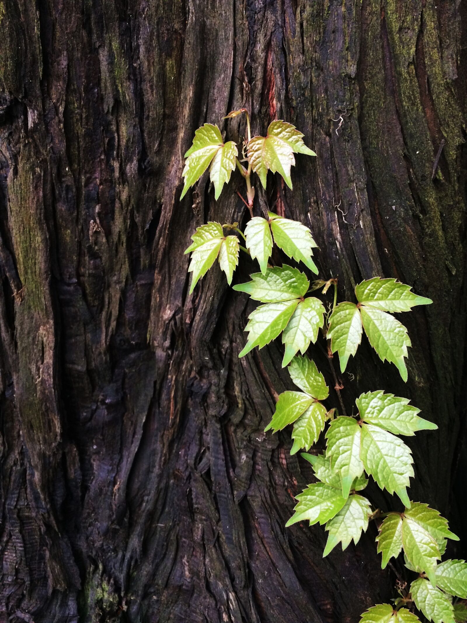 iPhone 5s back camera 4.15mm f/2.2 sample photo. Tree, leaf, green photography