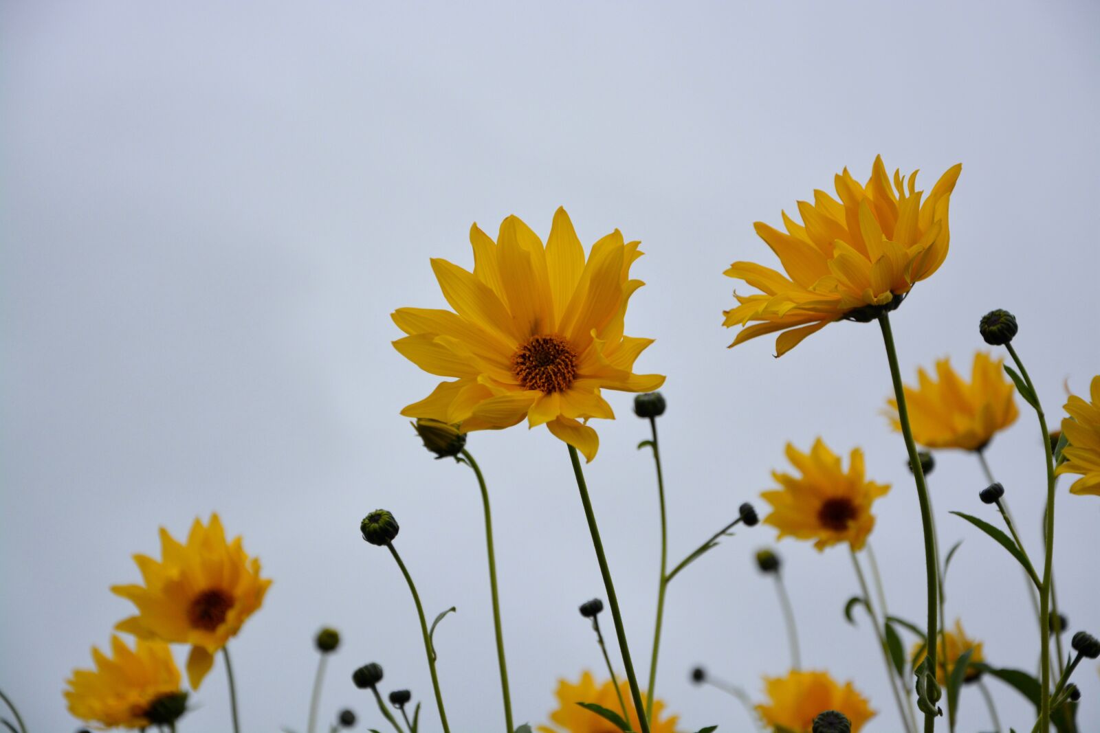Nikon D5200 sample photo. Flower, yellow flowers, stems photography