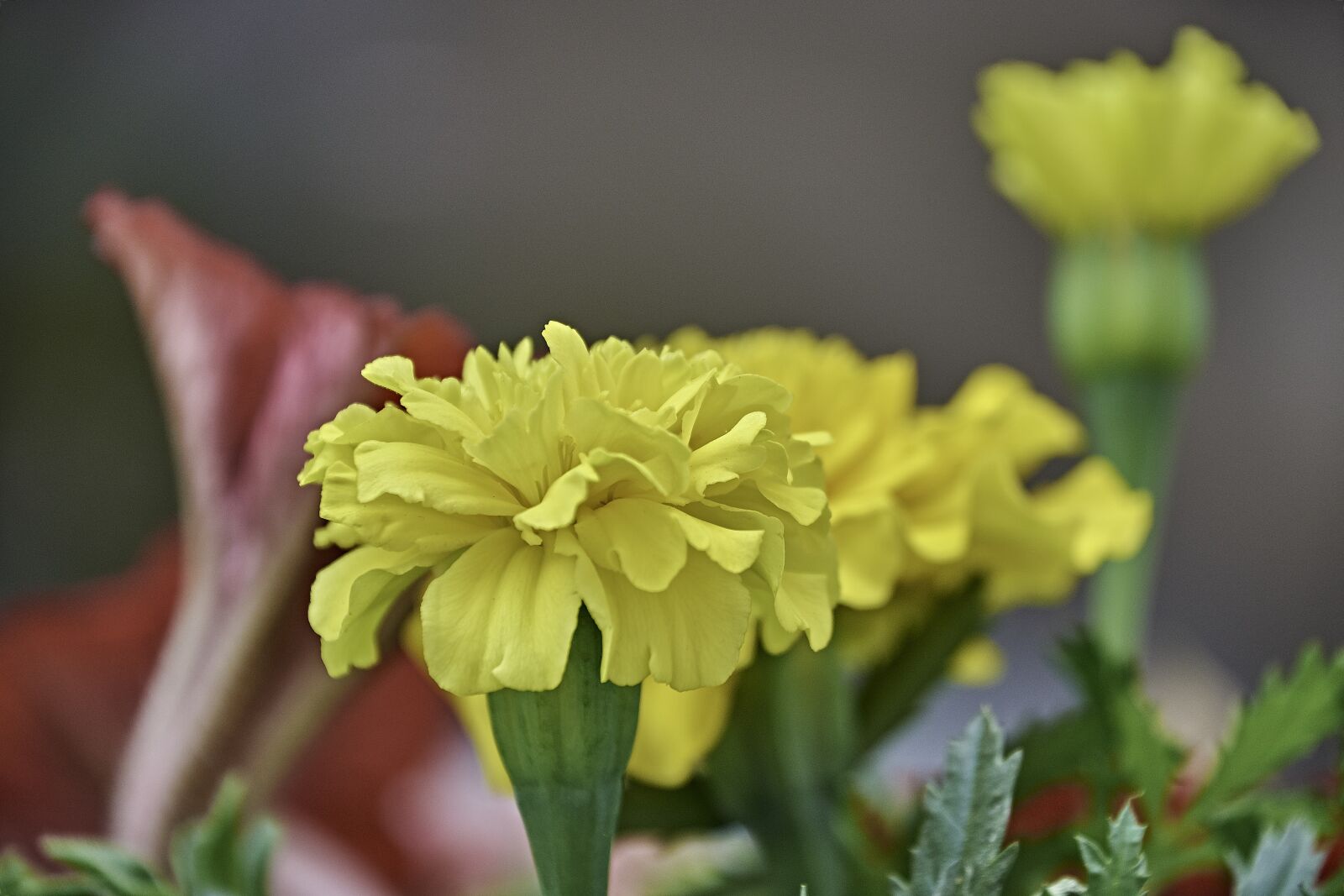 Nikon D7200 sample photo. Flower, garden, carnation chinese photography