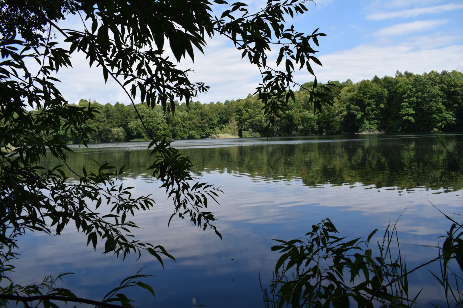 Nikon D5300 sample photo. Lake, tree, water photography
