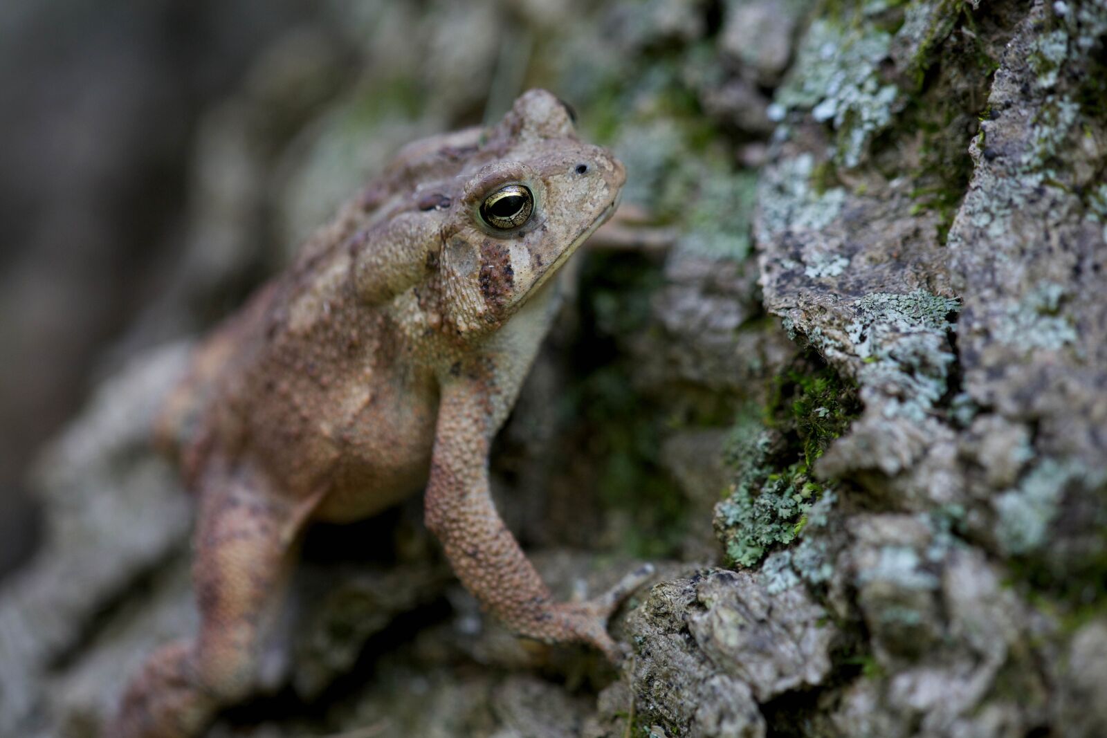 Canon EOS 5D Mark II sample photo. American toad, tree, bark photography