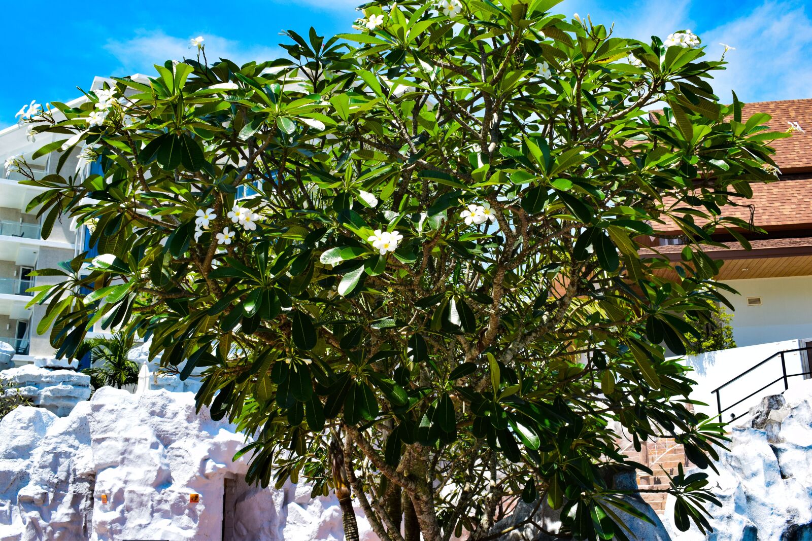 Nikon D5300 sample photo. Tree, flowers, hotel photography
