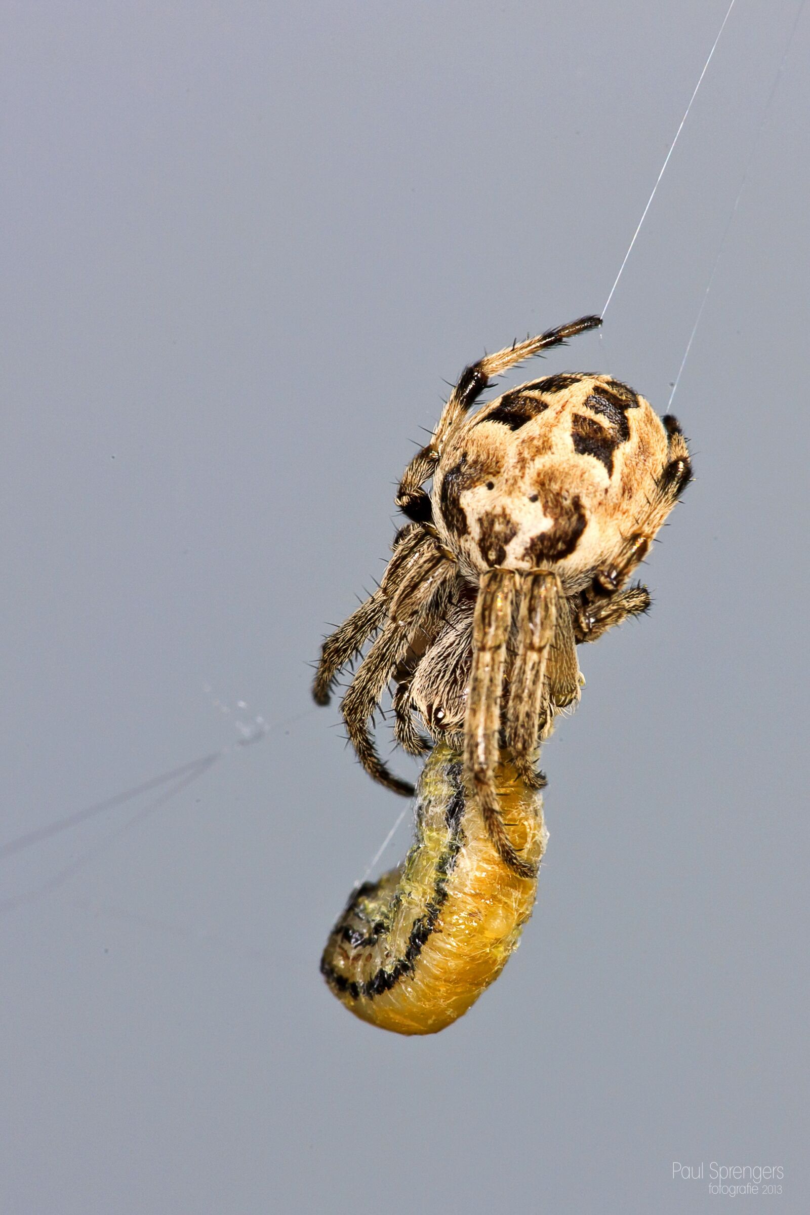Canon EOS-1Ds Mark III sample photo. Garden spider, spin, arachnida photography