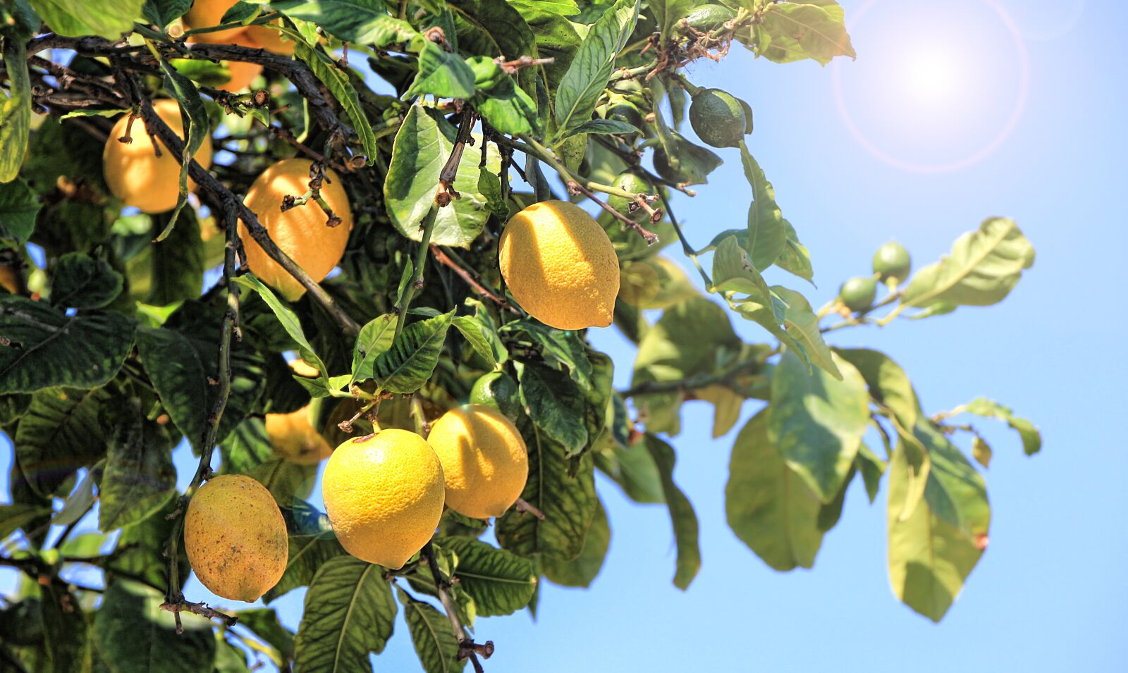 Canon EOS 550D (EOS Rebel T2i / EOS Kiss X4) sample photo. Lemons, summer, citrus fruits photography
