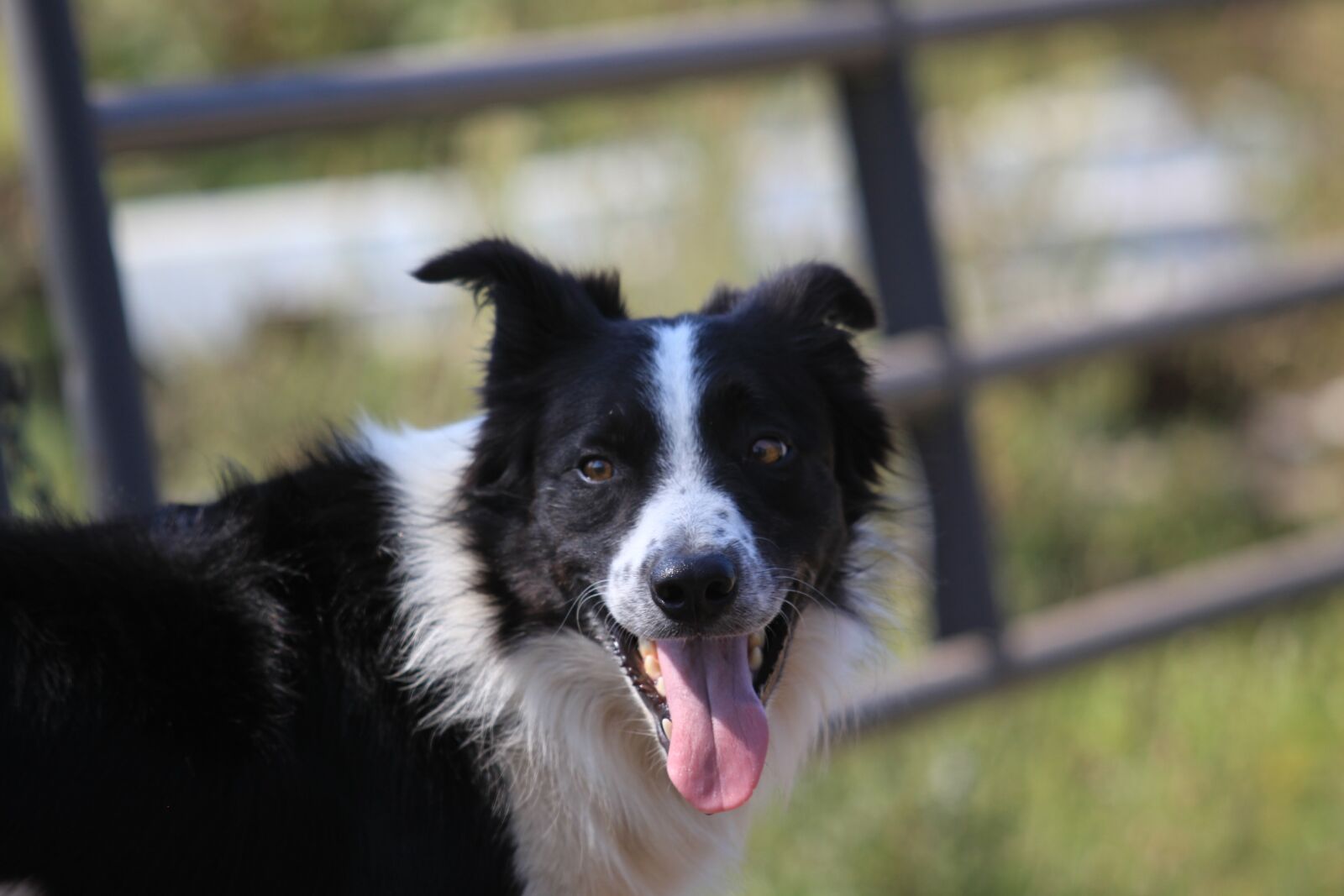 Canon EOS 5D Mark II sample photo. Dog, pet, farm photography