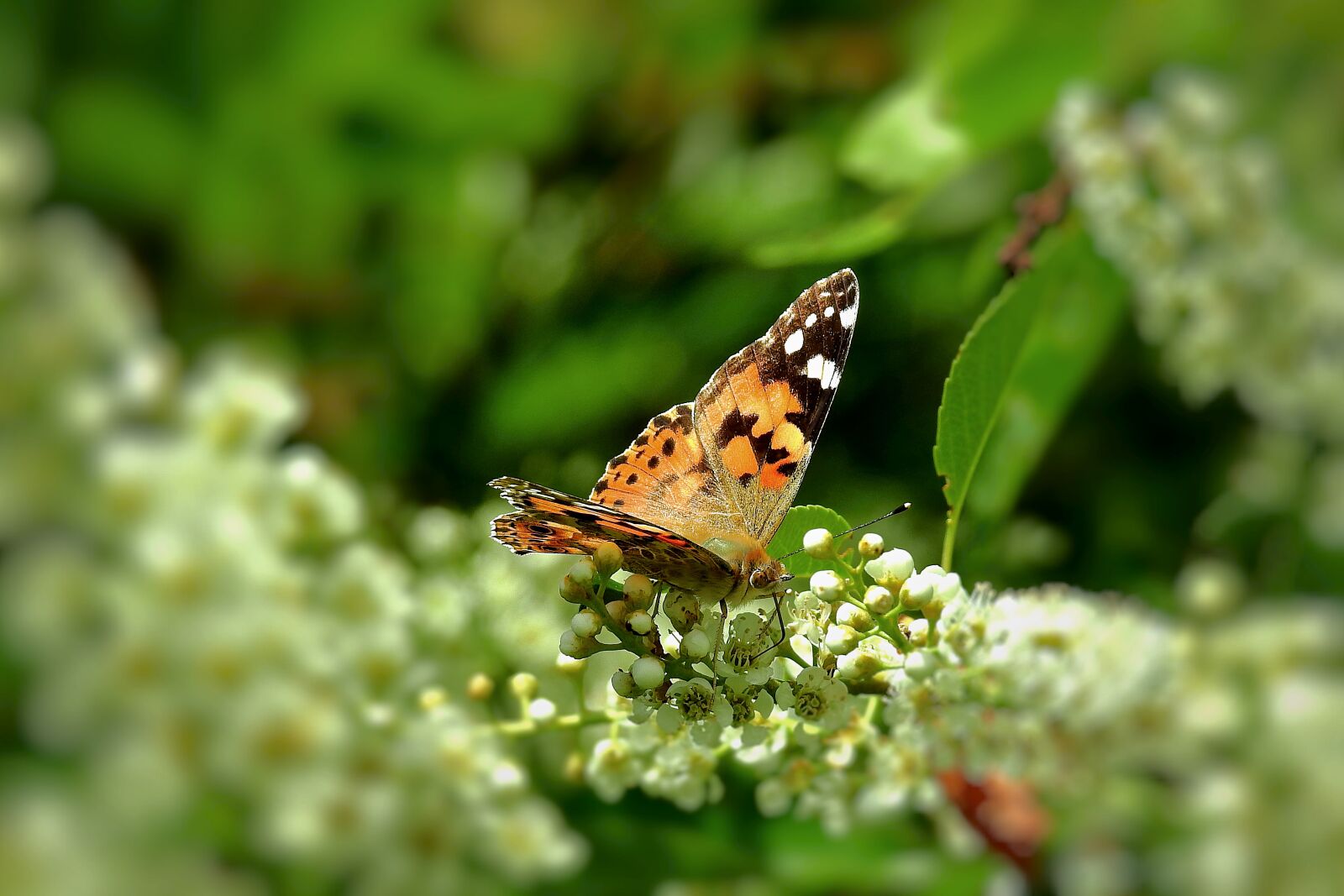 Nikon Coolpix P900 sample photo. Butterflies, butterfly, insect photography