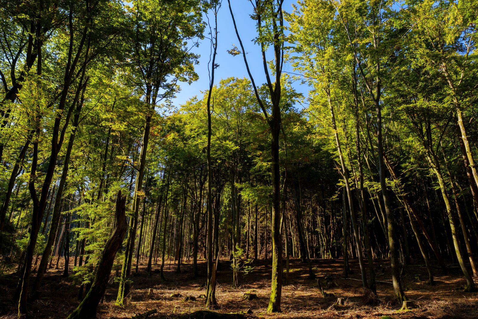 Fujifilm X-T2 + Fujifilm XF 16mm F1.4 R WR sample photo. Forest, trees, sun photography