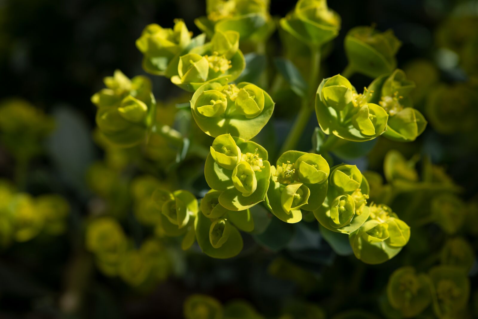 Nikon D750 sample photo. Plant, green, yellow photography