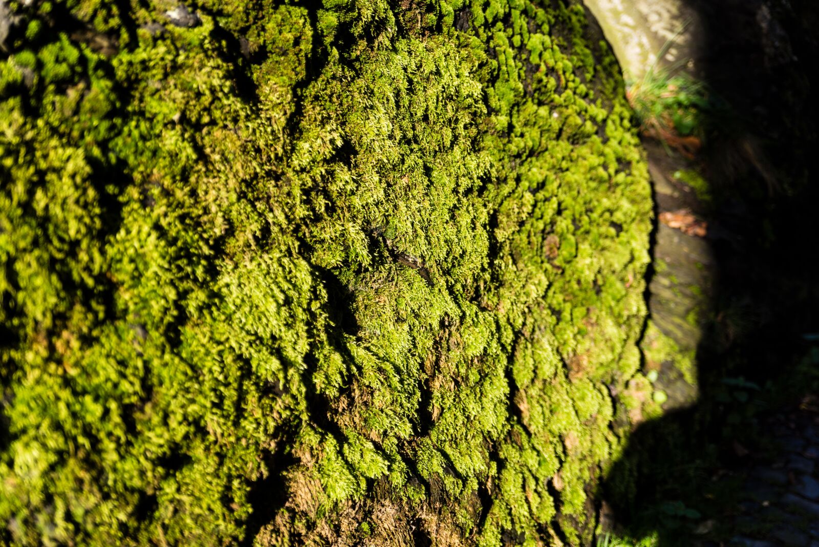Tamron AF 28-75mm F2.8 XR Di LD Aspherical (IF) sample photo. Moss, eifel, forest photography