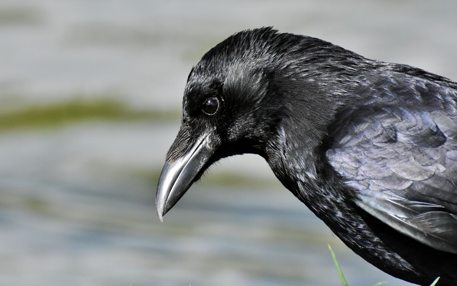Nikon D7200 sample photo. Crow, raven bird, raven photography