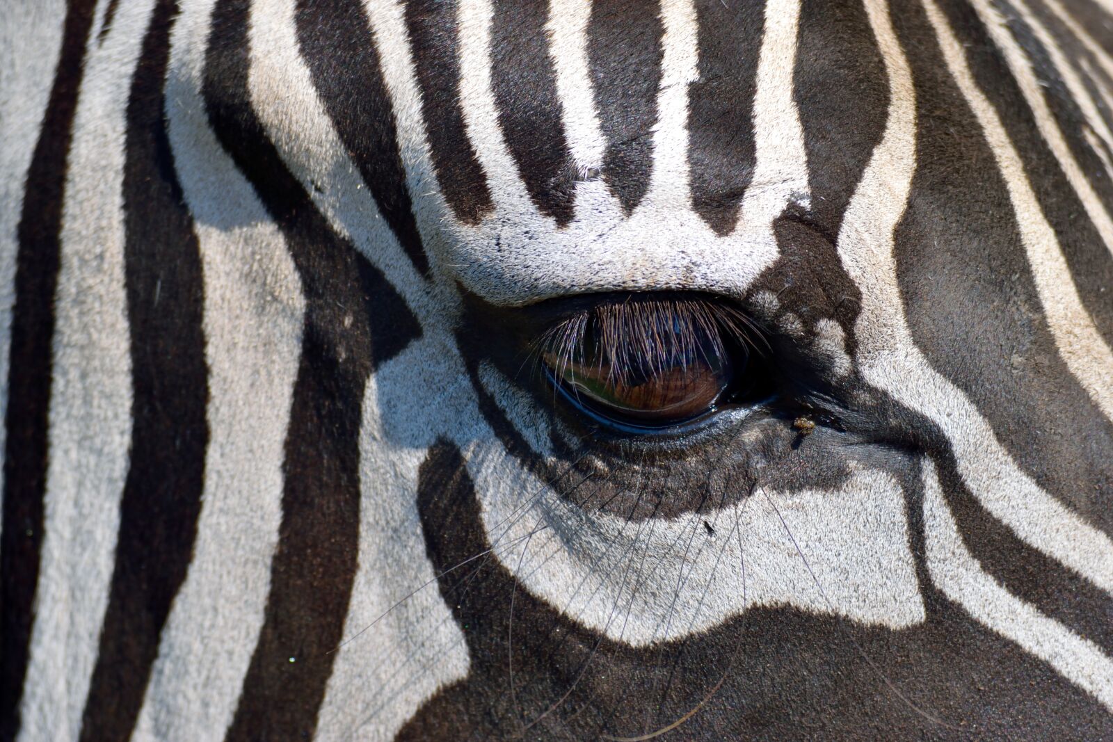 Nikon D3300 sample photo. Zebra, animal, wildlife photography