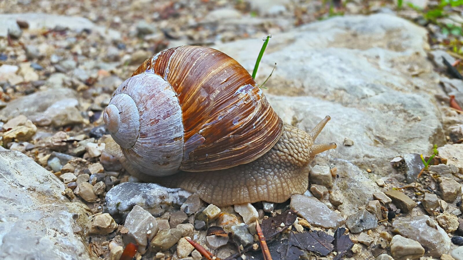 Samsung Galaxy Alpha sample photo. Snail, ground, forest photography