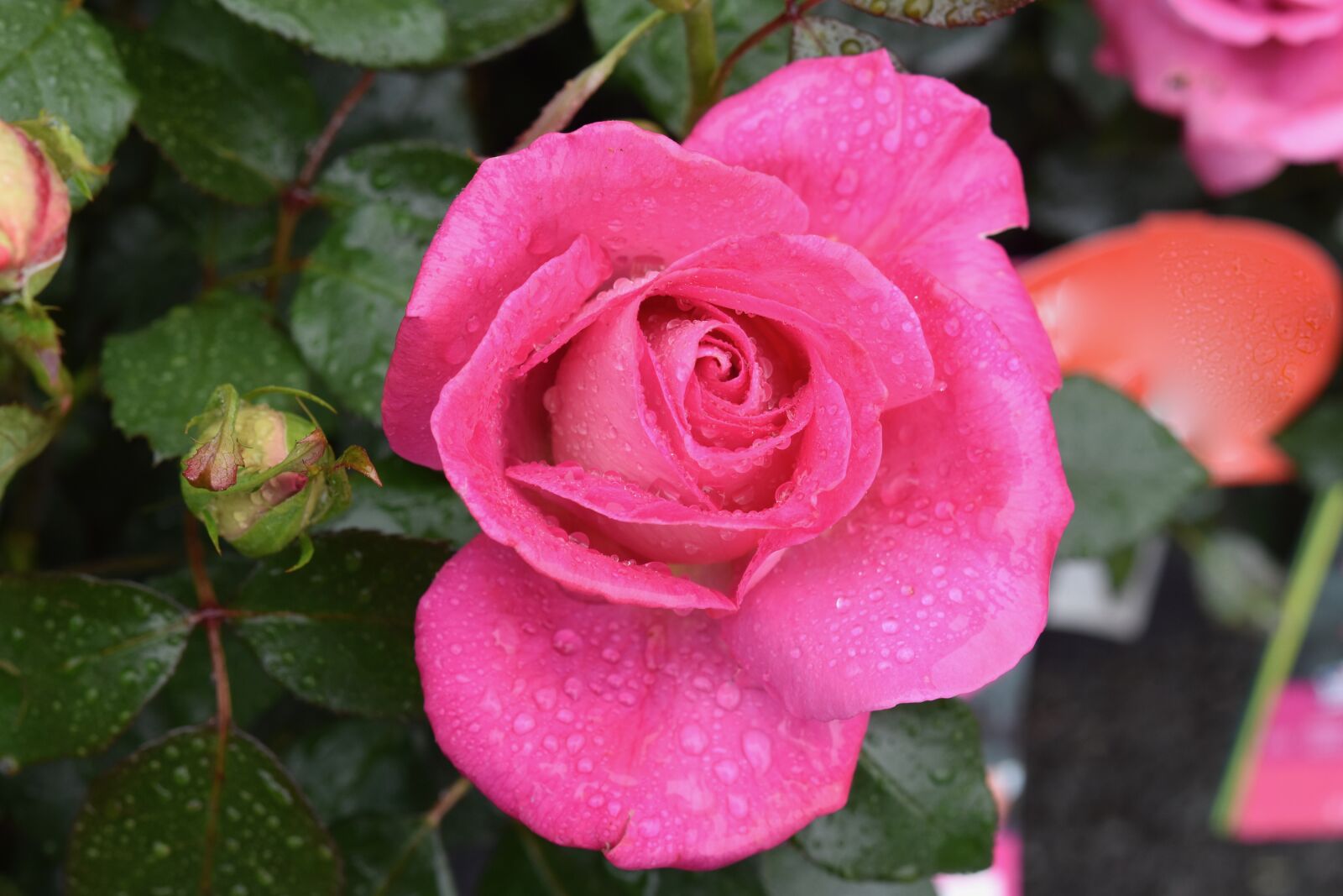 Nikon D5600 sample photo. Pink, rosebush, pink rain photography