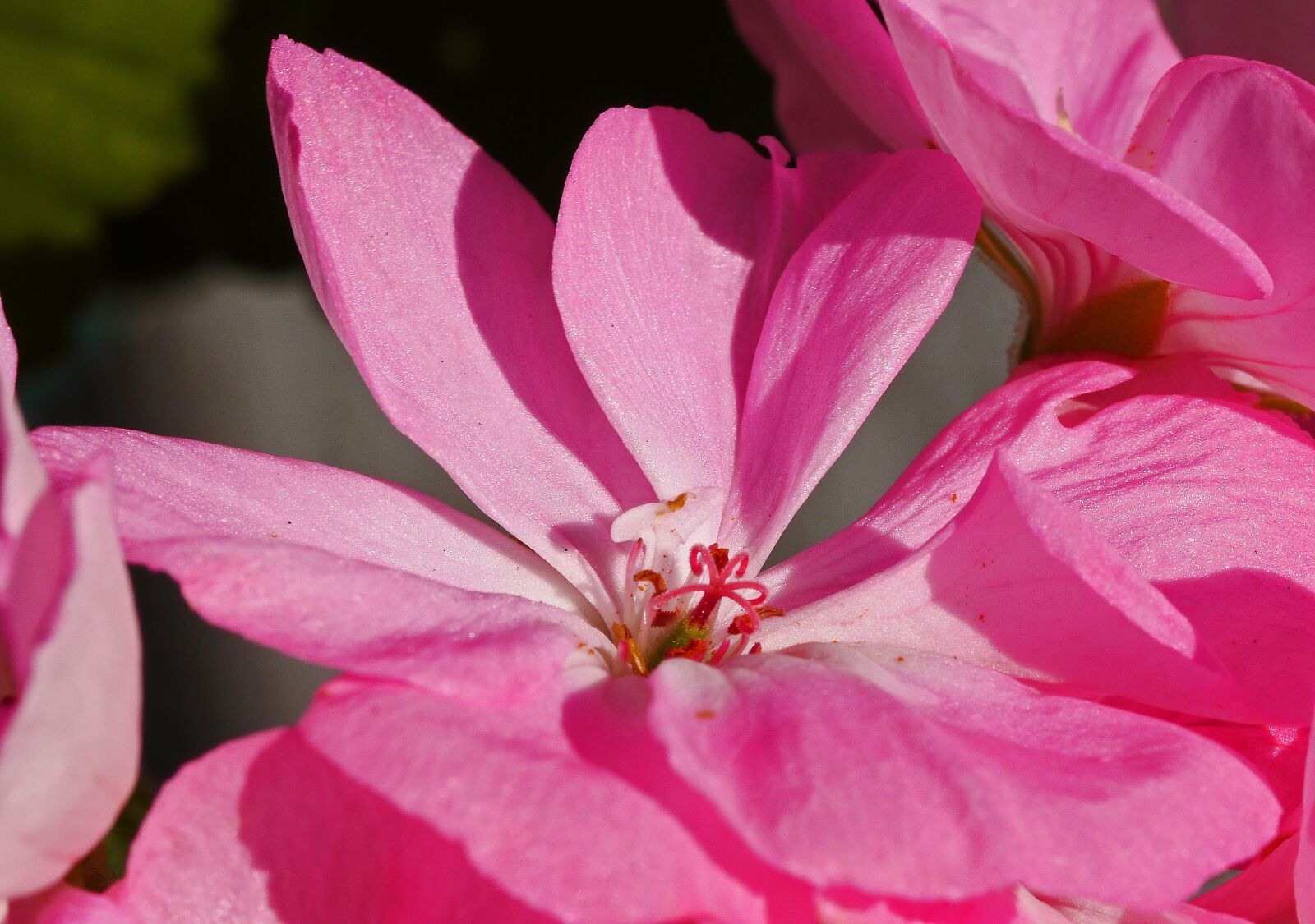 Panasonic Lumix DMC-GH3 sample photo. Geranium, blossom, bloom photography