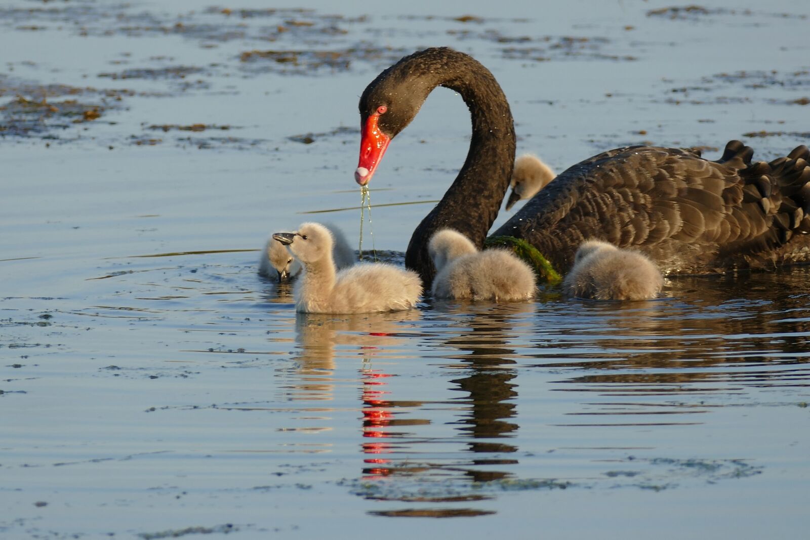 Panasonic Lumix DMC-FZ1000 sample photo. Swan, cygnets, swimming photography