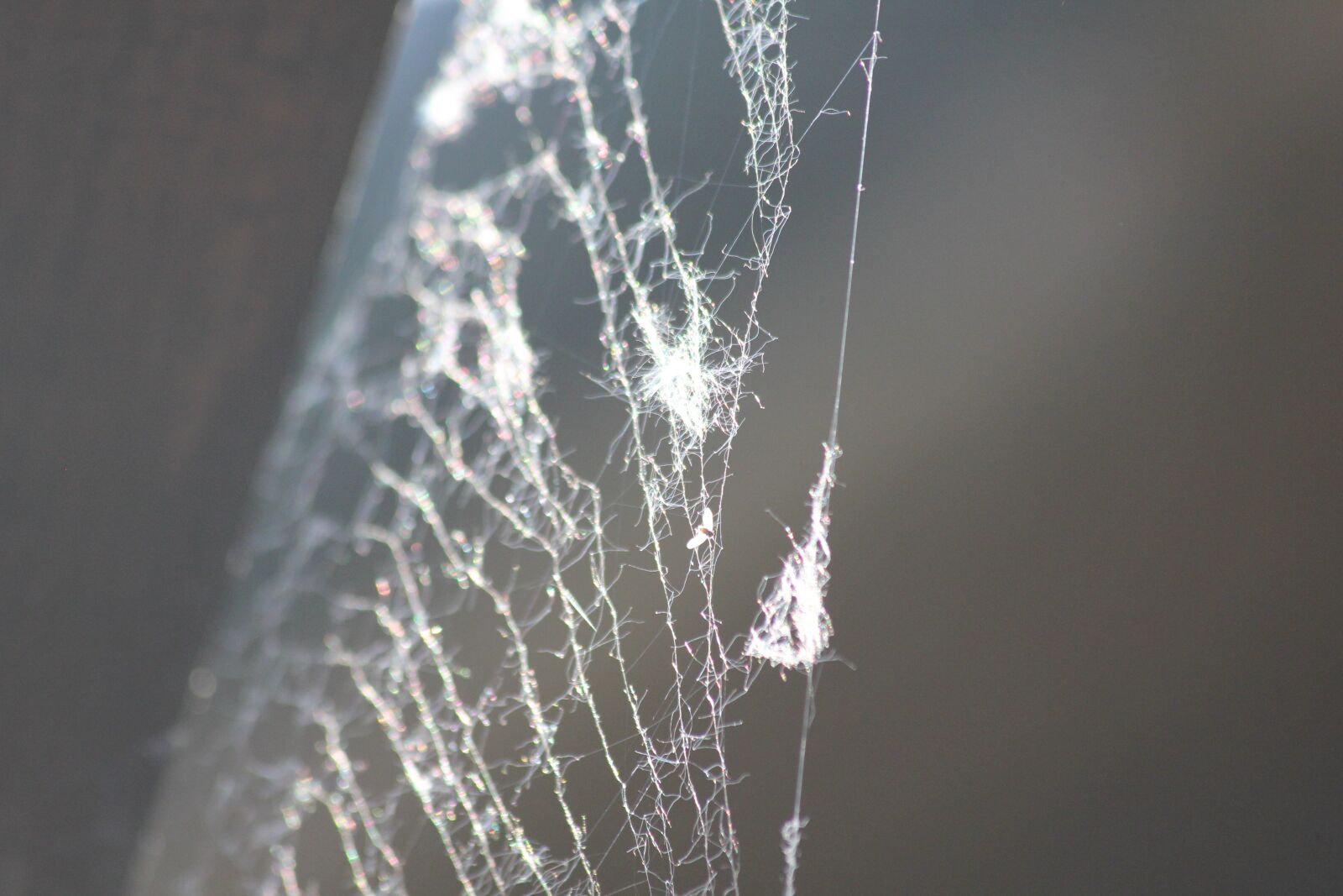 Canon EOS 550D (EOS Rebel T2i / EOS Kiss X4) sample photo. Web, network, spider photography