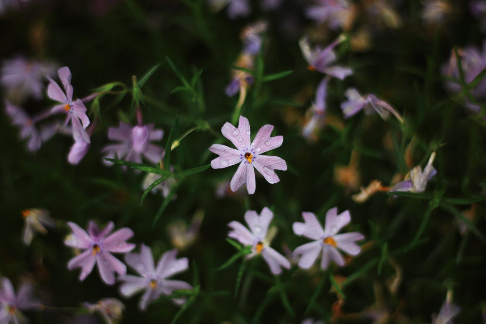 Canon EOS 700D (EOS Rebel T5i / EOS Kiss X7i) sample photo. Flowers, rain, spring photography