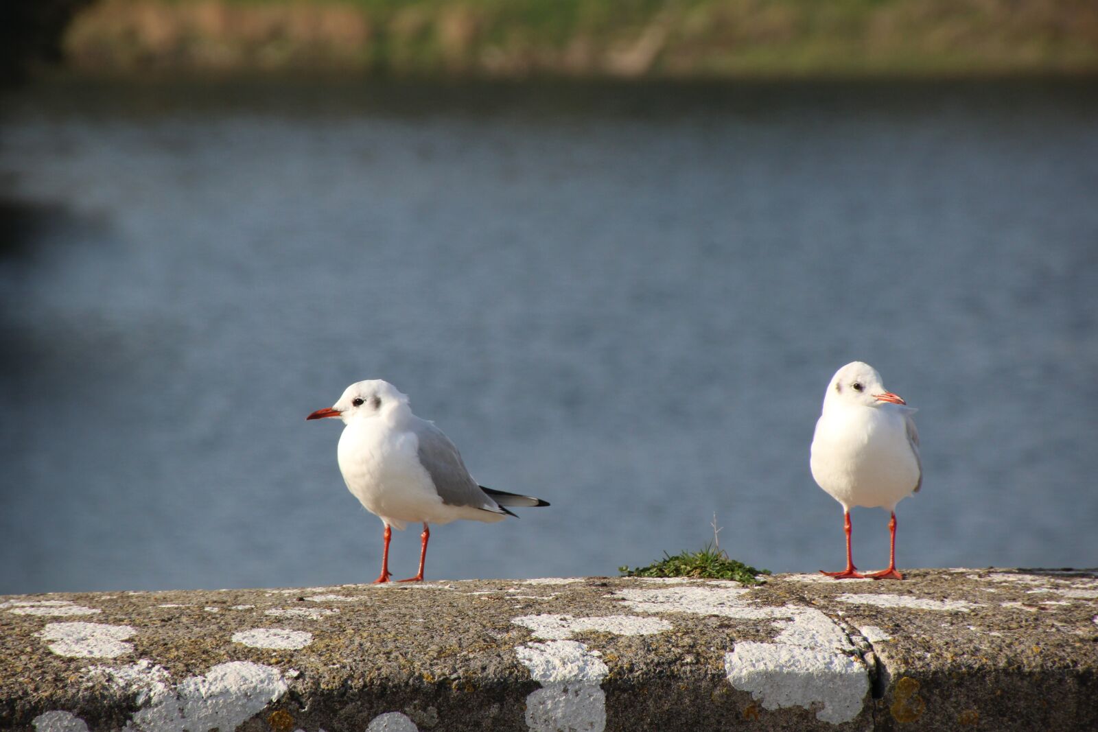 Canon EOS 1200D (EOS Rebel T5 / EOS Kiss X70 / EOS Hi) sample photo. Gulls, bird, seagull photography