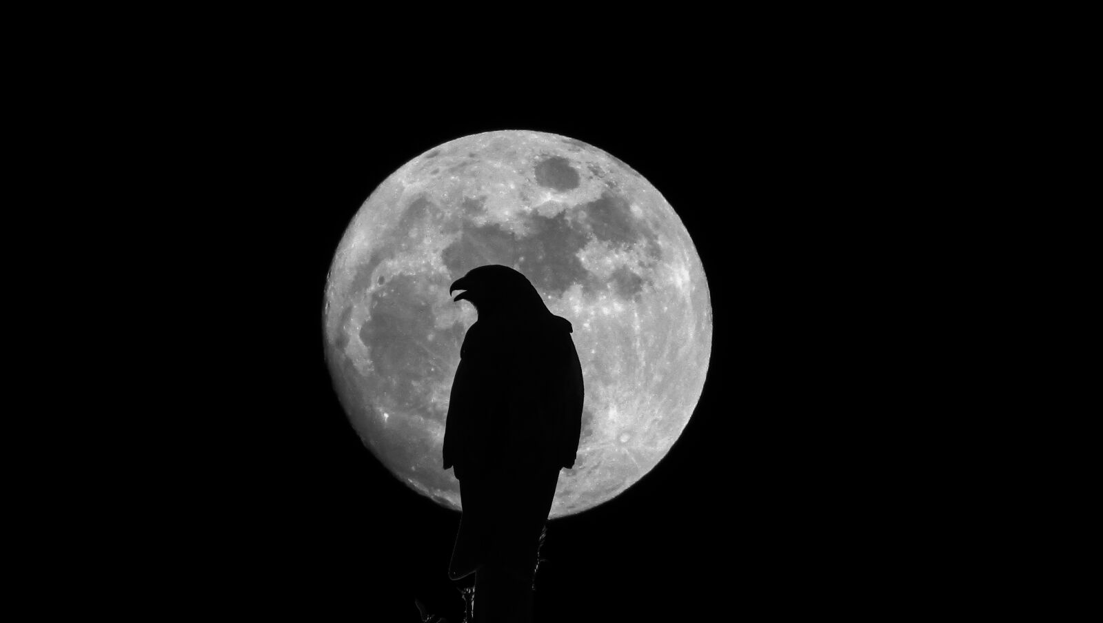 Canon PowerShot SX400 IS sample photo. Eagle, moon, majestic photography