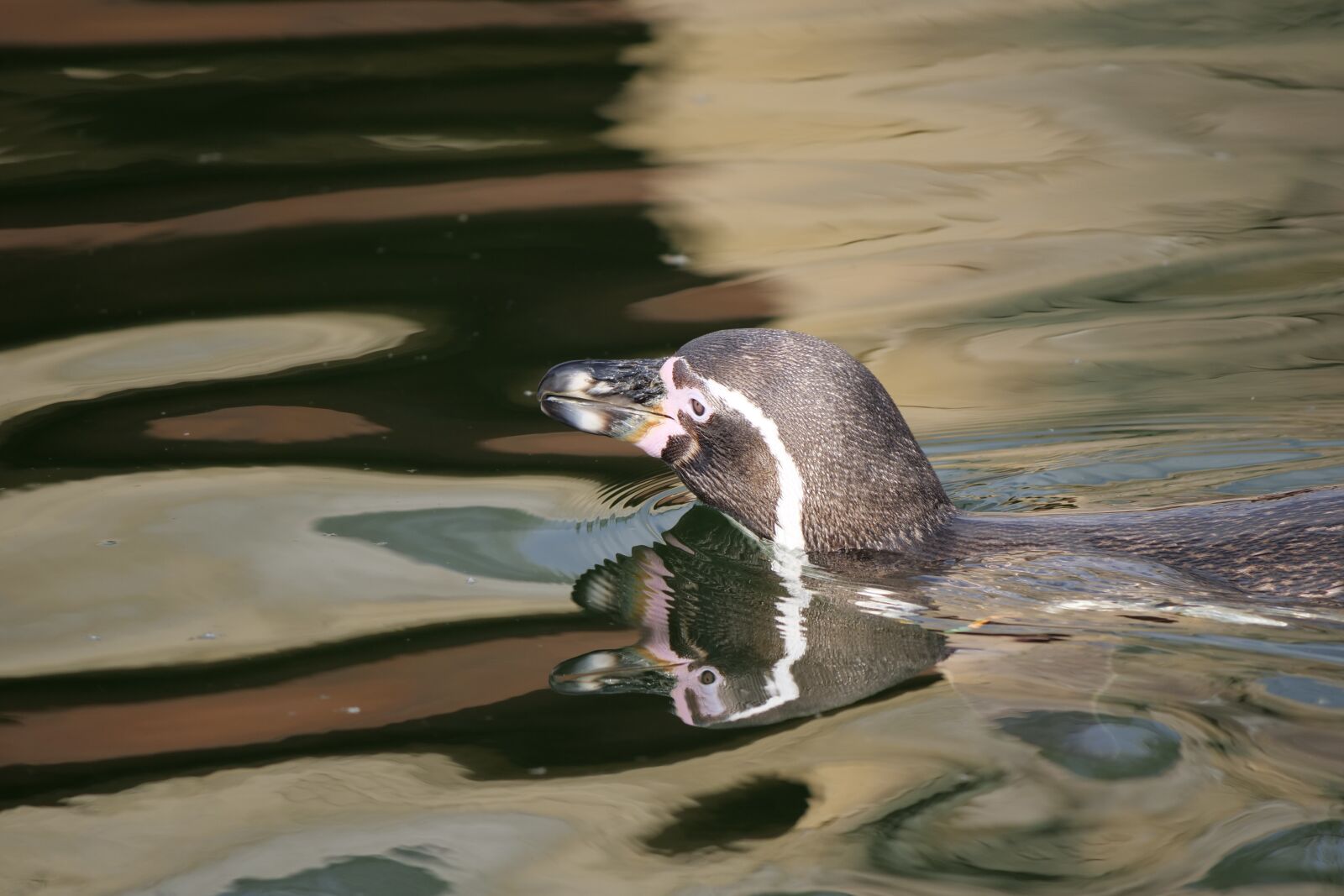 Panasonic Lumix DC-G9 sample photo. Penguin, donkey penguin, animal photography