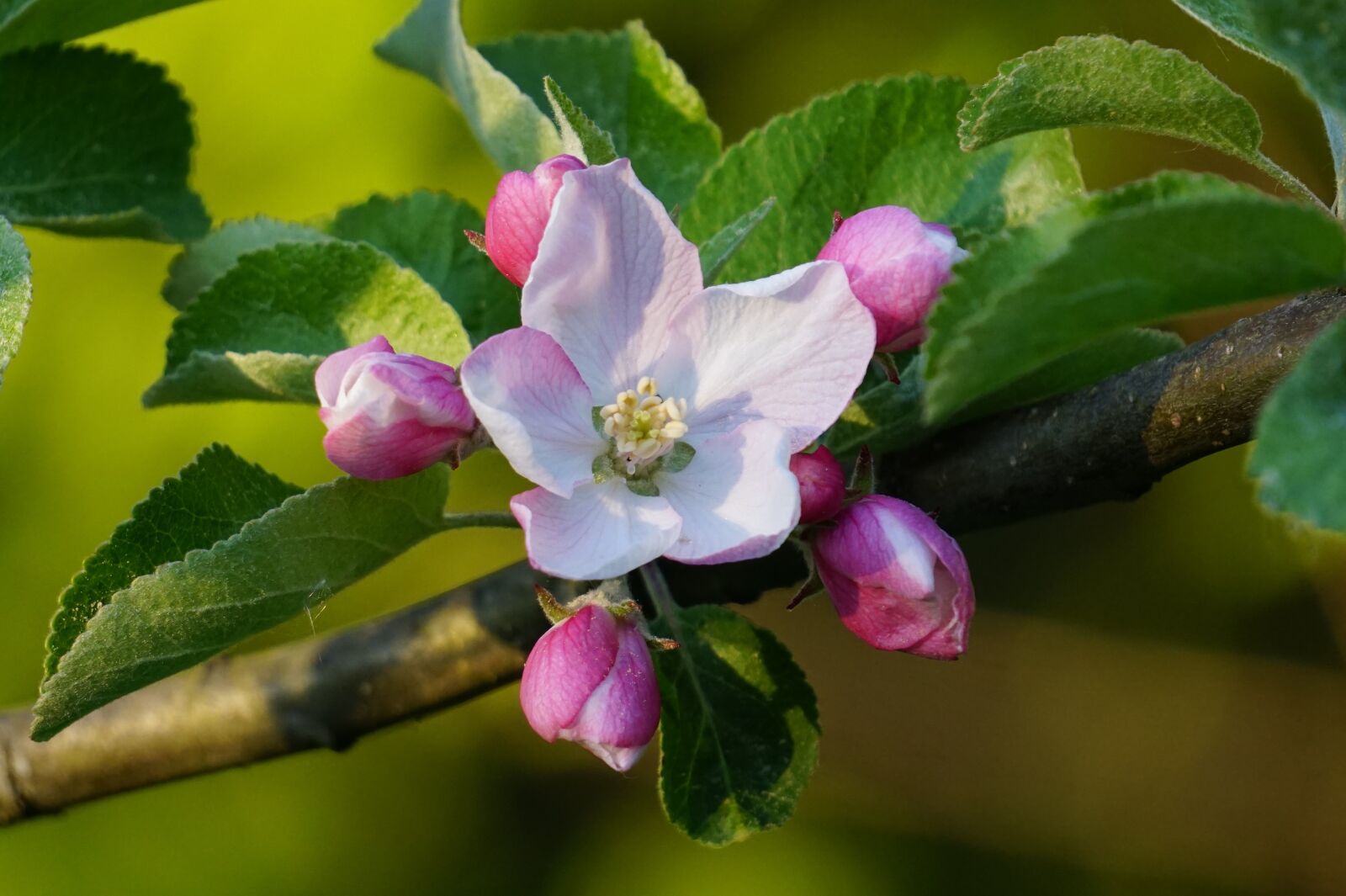 Sony a6000 sample photo. Apple blossom, nature, plant photography