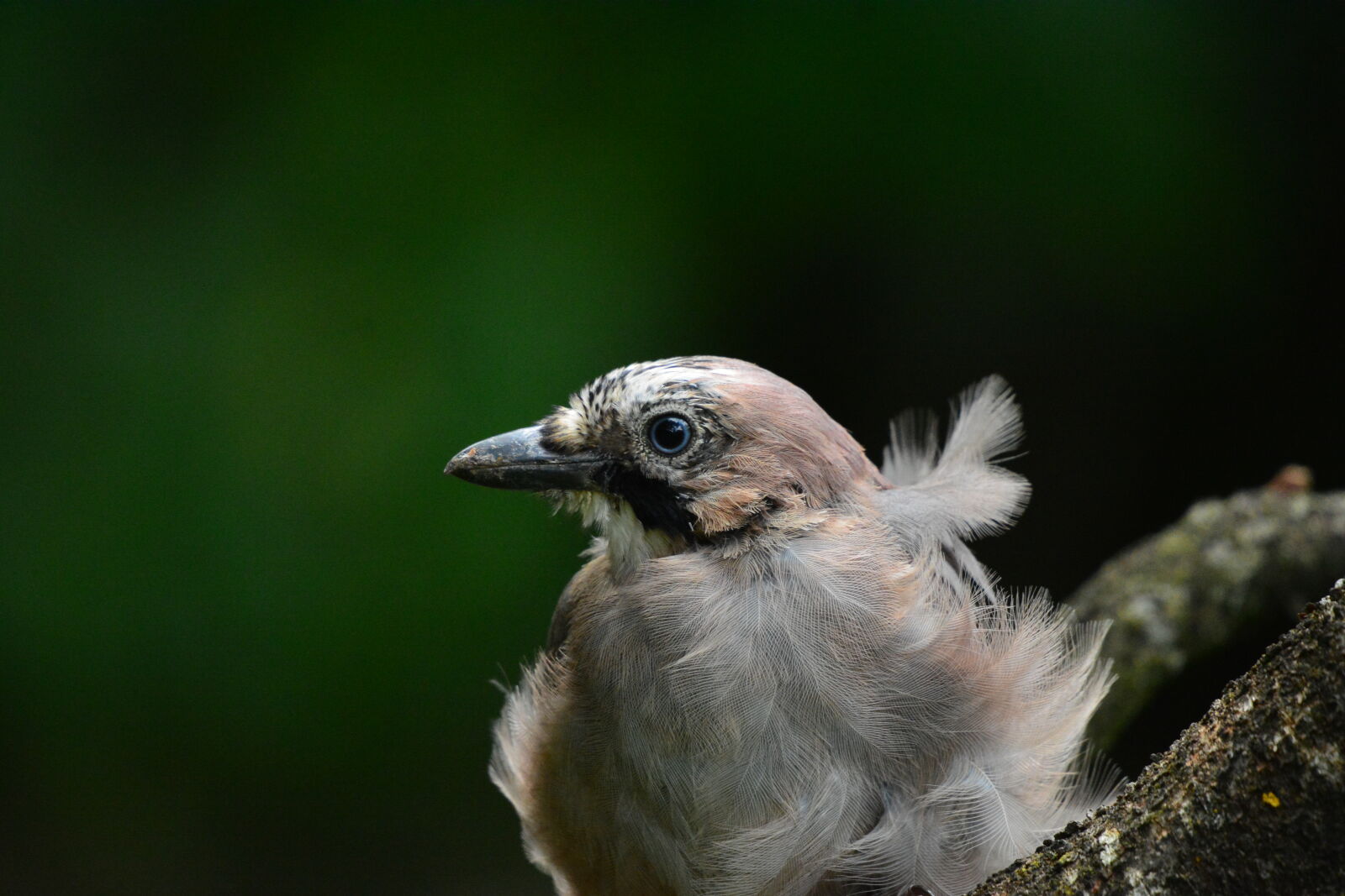 Nikon D7100 sample photo