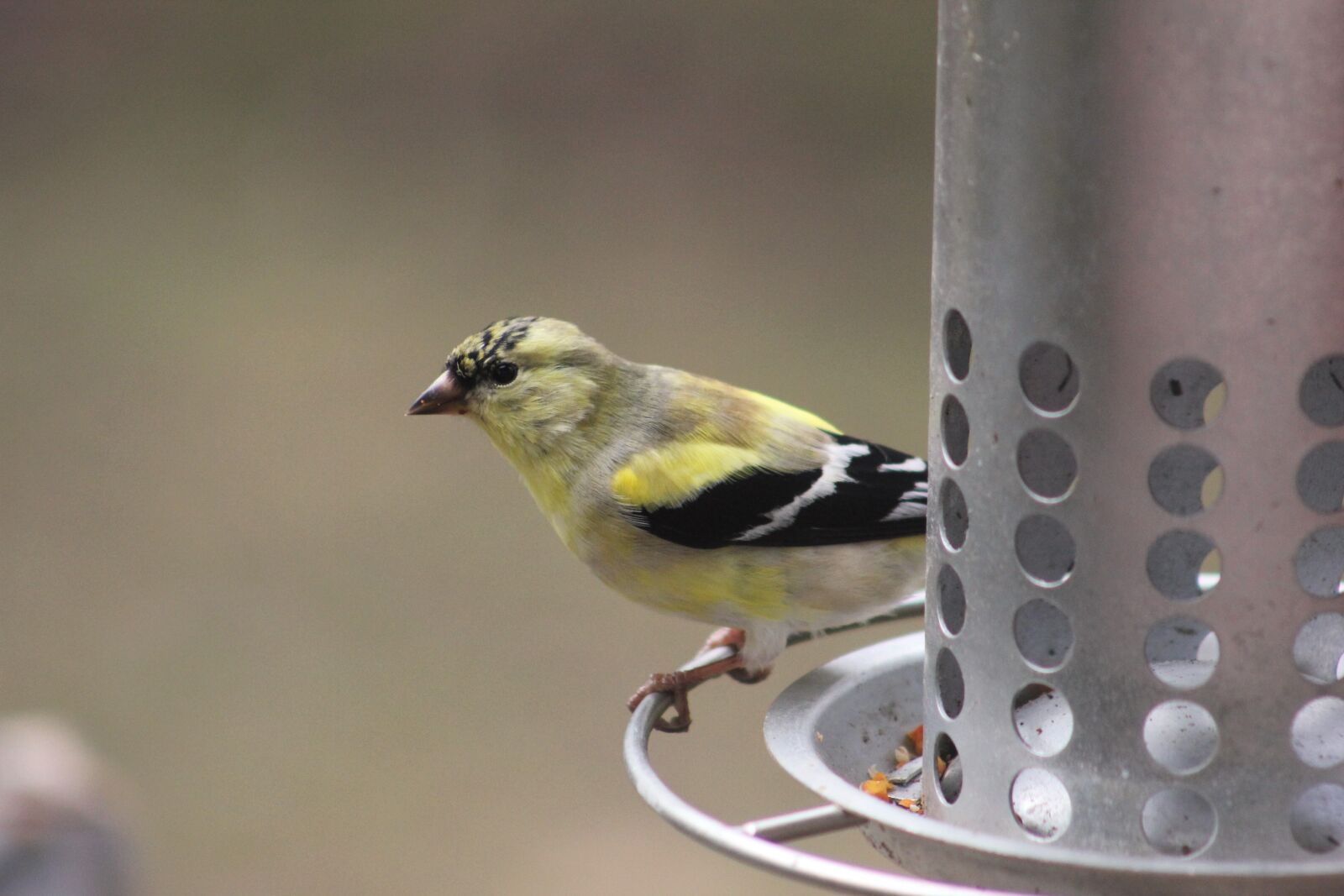 Canon EOS 550D (EOS Rebel T2i / EOS Kiss X4) sample photo. Bird, goldfinch, nature photography