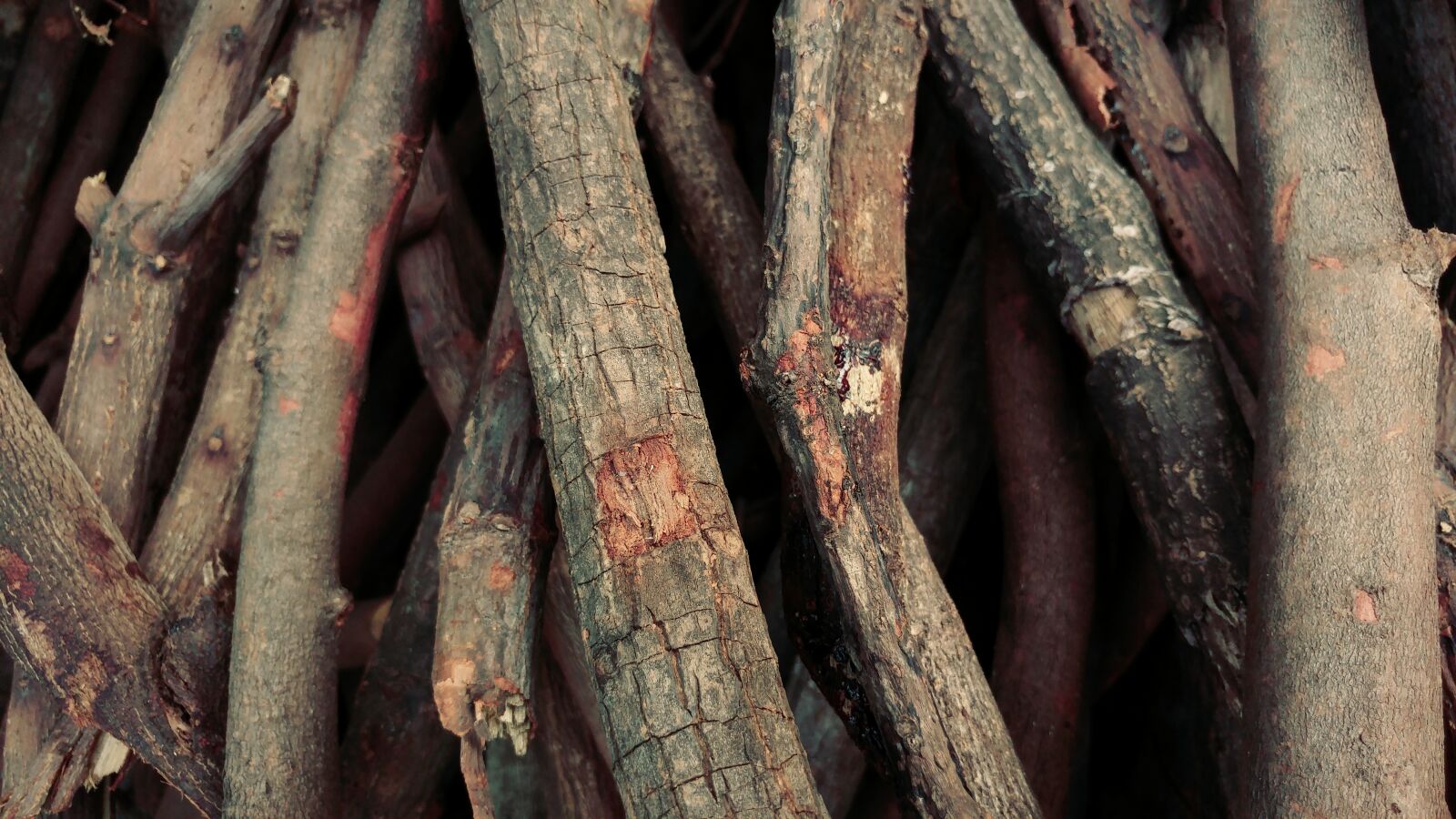 LG G5 sample photo. Firewood, cordwood, trees photography