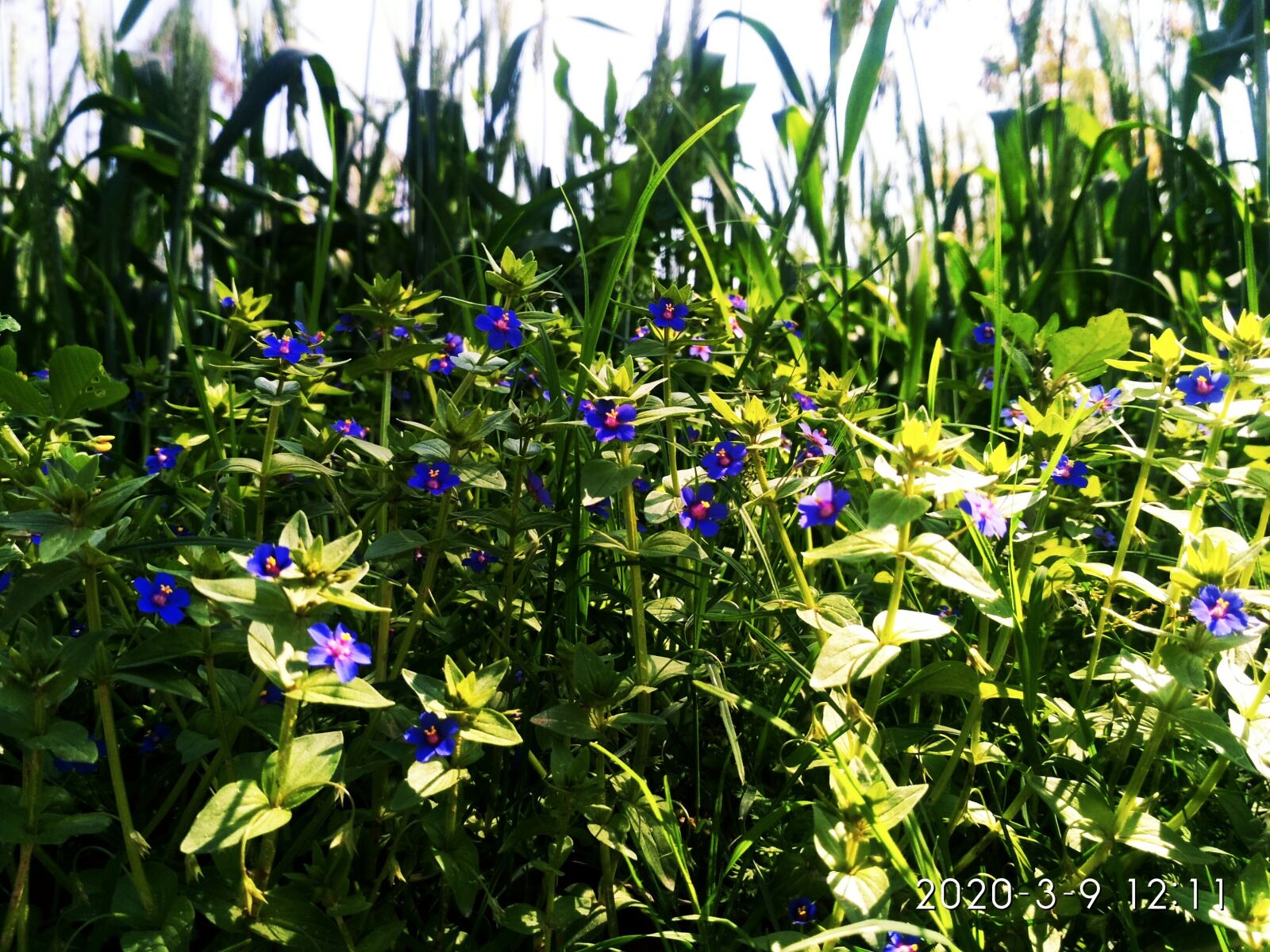 Xiaomi Redmi 3S sample photo. Field grass, wheat, field photography