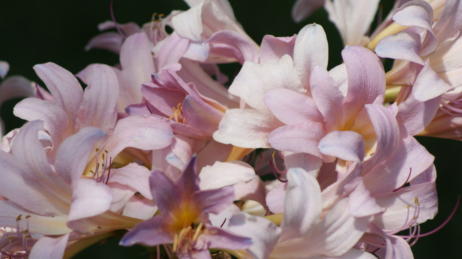 Sony 75-300mm F4.5-5.6 sample photo. Closeup, flowers, iris, pink photography
