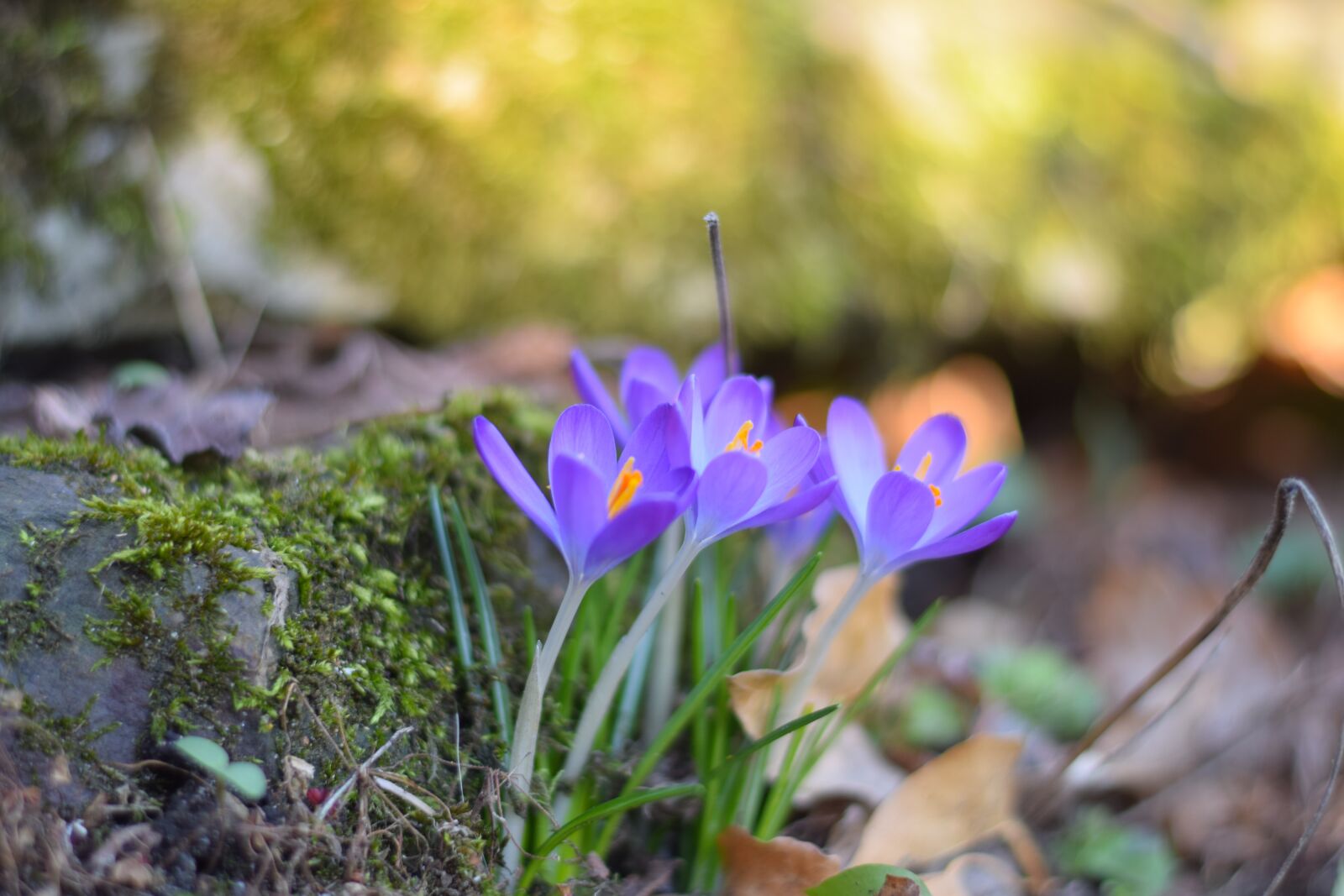 Nikon D5300 sample photo. Spring, early bloomer, crocus photography