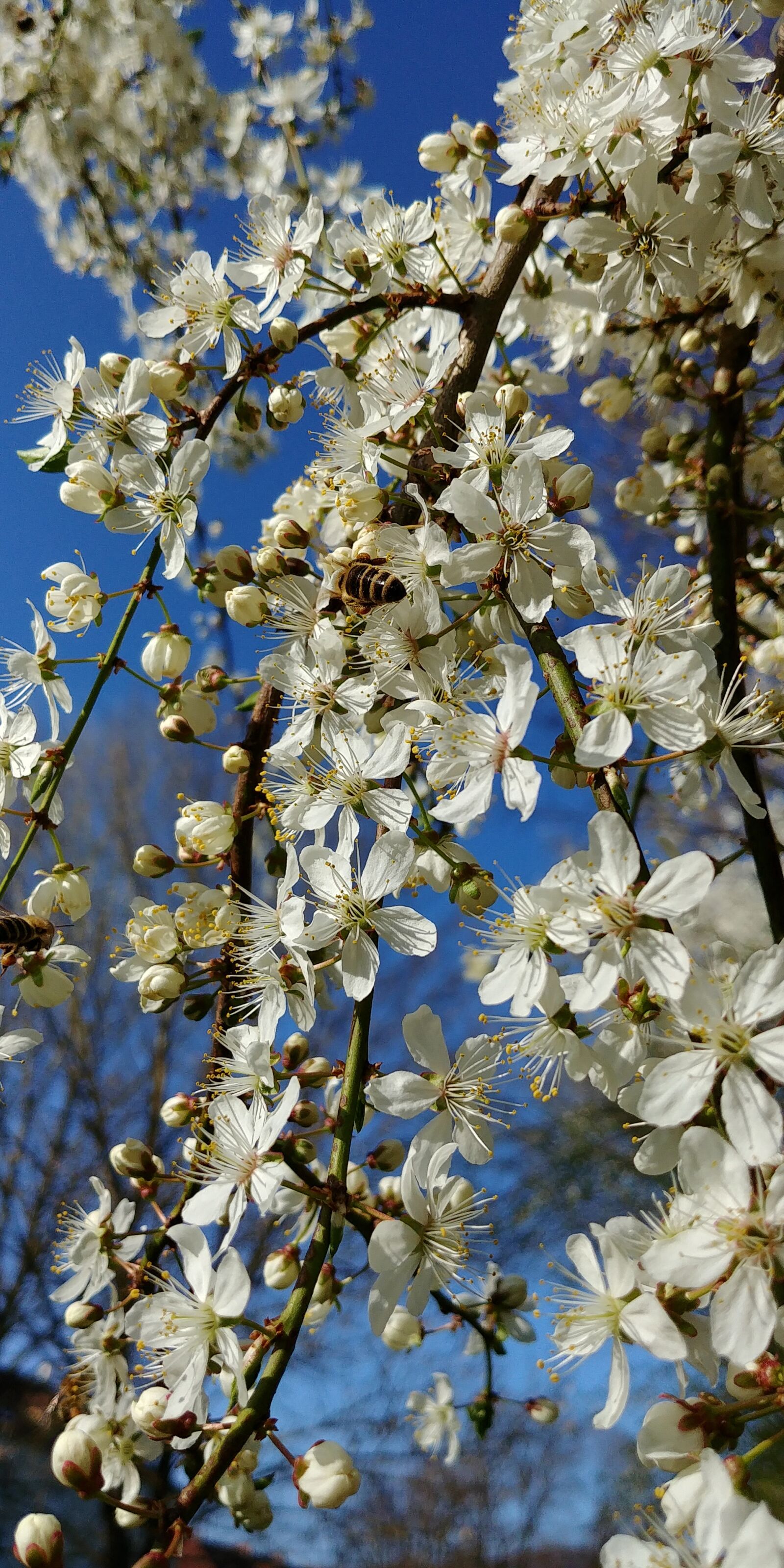 LG G6 sample photo. Tree, blossom, bloom photography