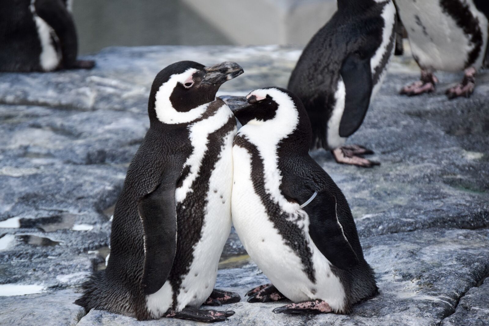 Nikon D3300 sample photo. Penguins, together, close photography