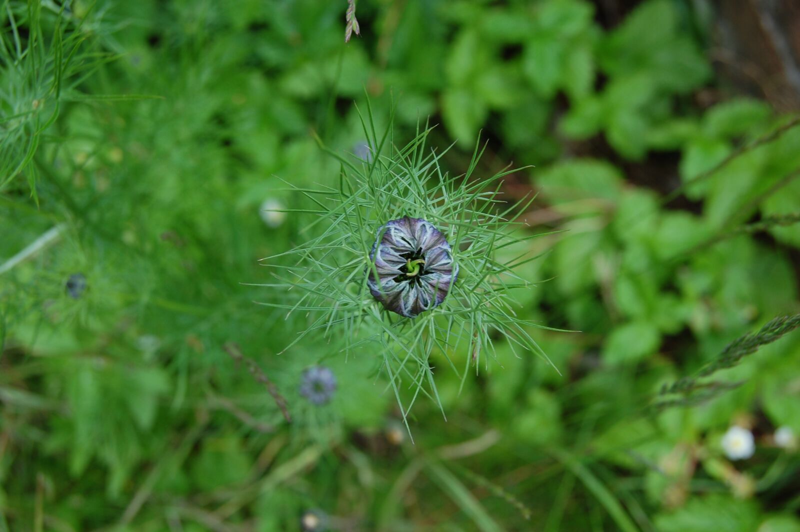 Nikon D40 sample photo. Flower, bud, hatching photography